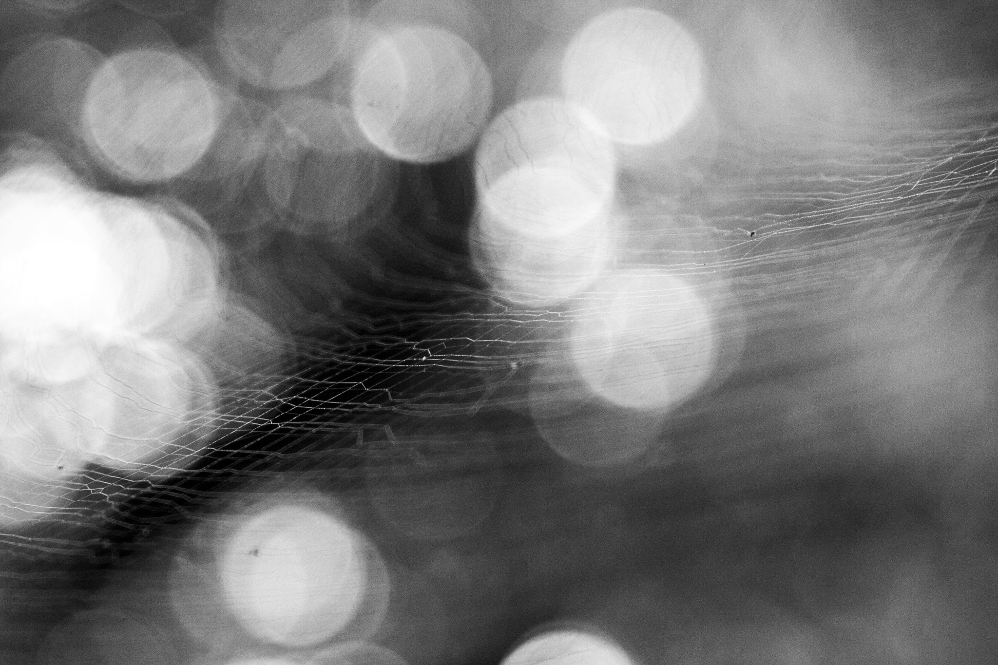 Canon EF 28-105mm f/3.5-4.5 USM sample photo. Spider web photography