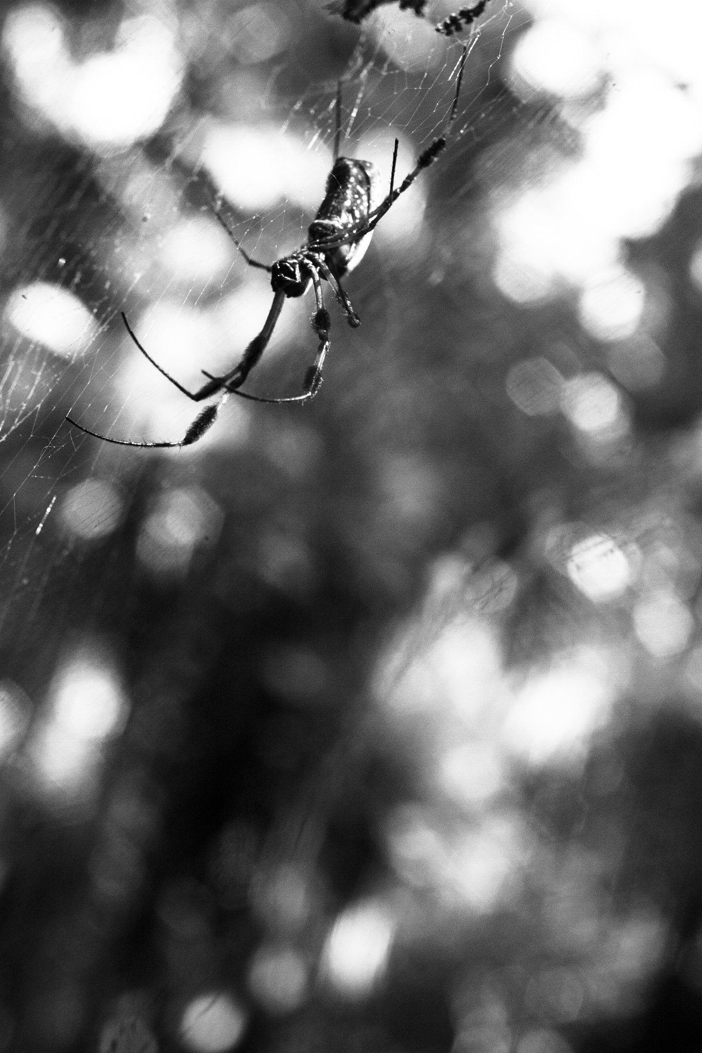 Canon EOS 40D + Canon EF 50mm F2.5 Macro sample photo. Blowing in breeze photography