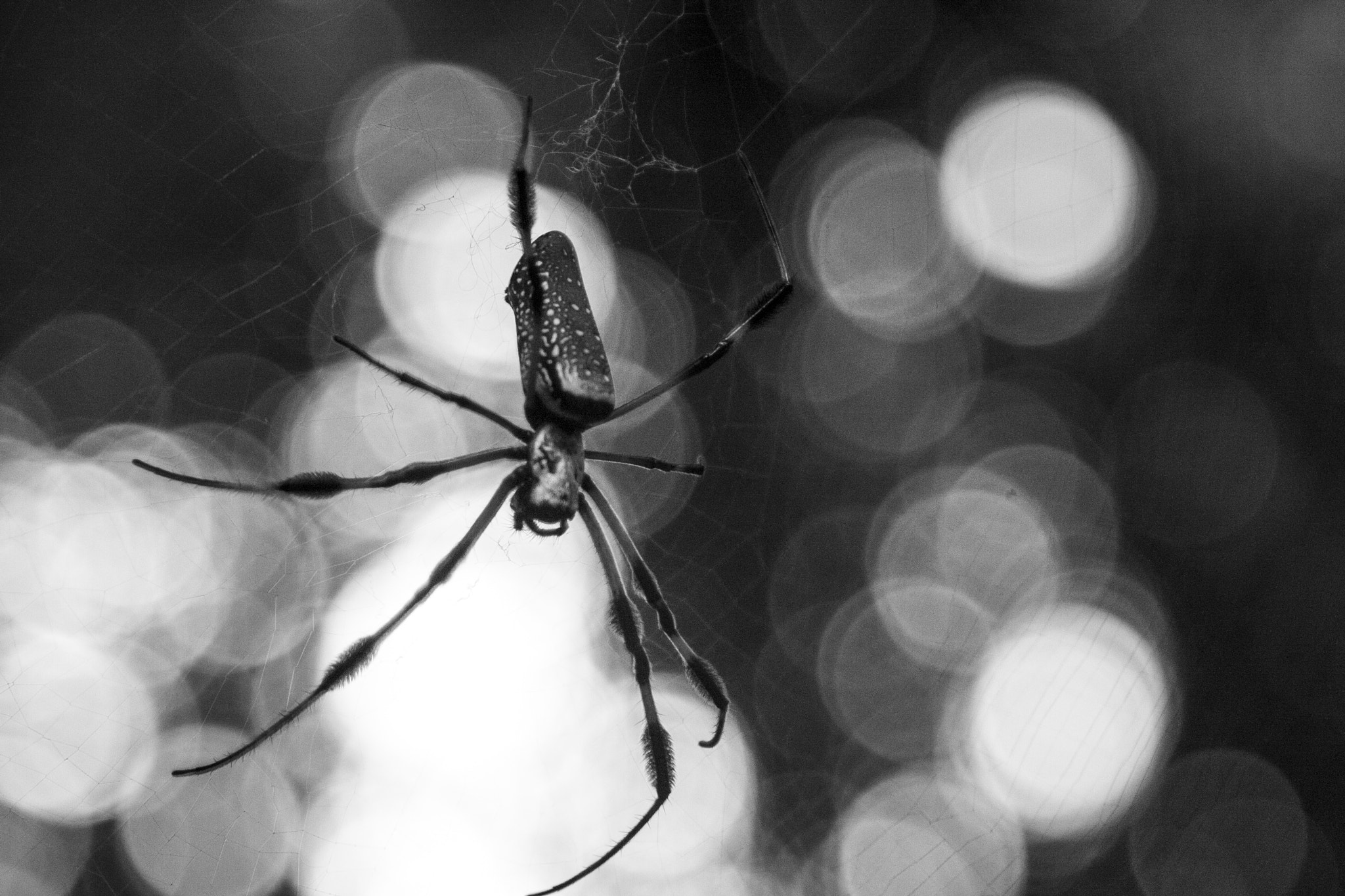 Canon EF 28-105mm f/3.5-4.5 USM sample photo. Golden orb photography