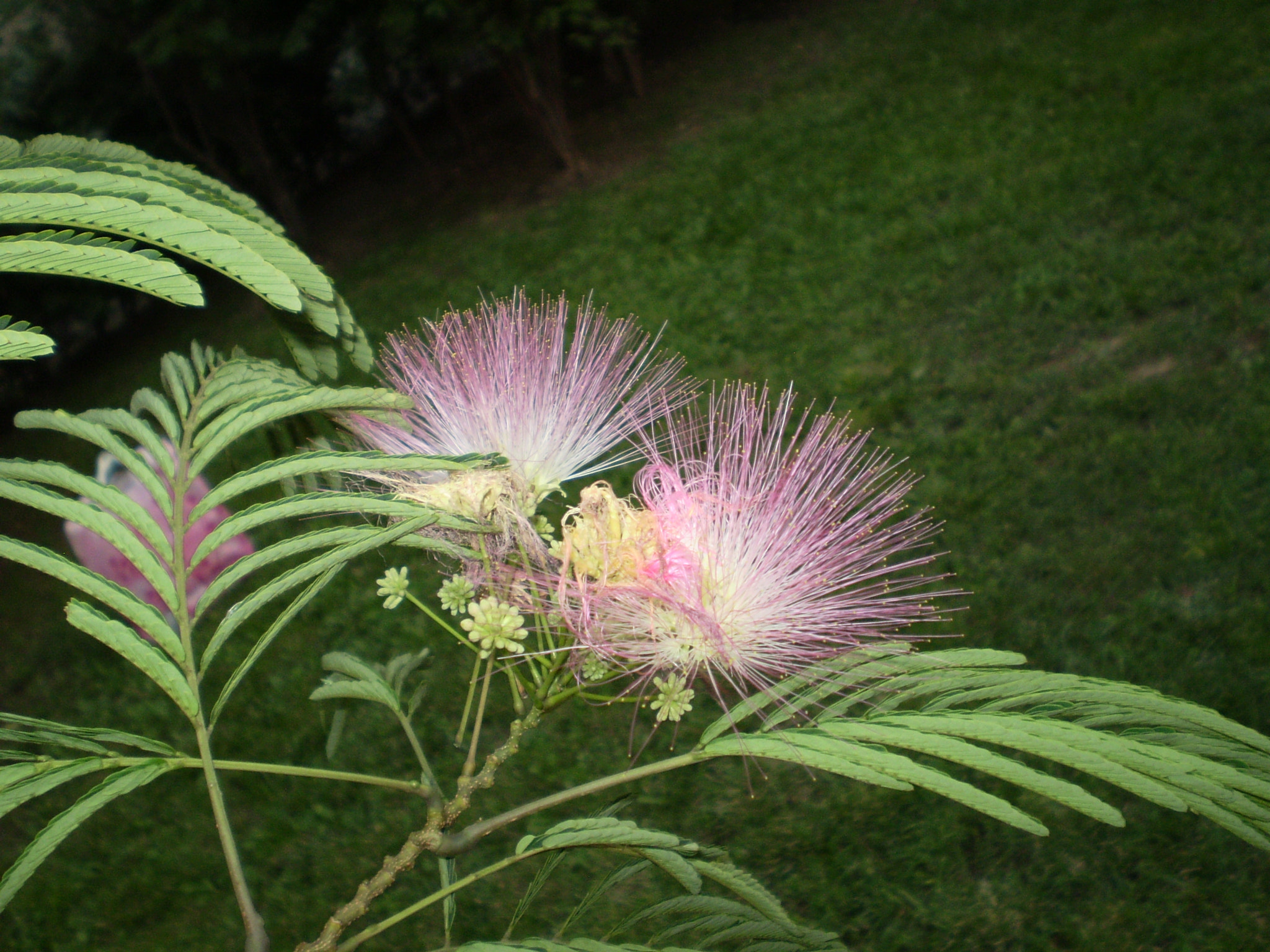 Olympus FE210,X775 sample photo. Persian silk tree photography