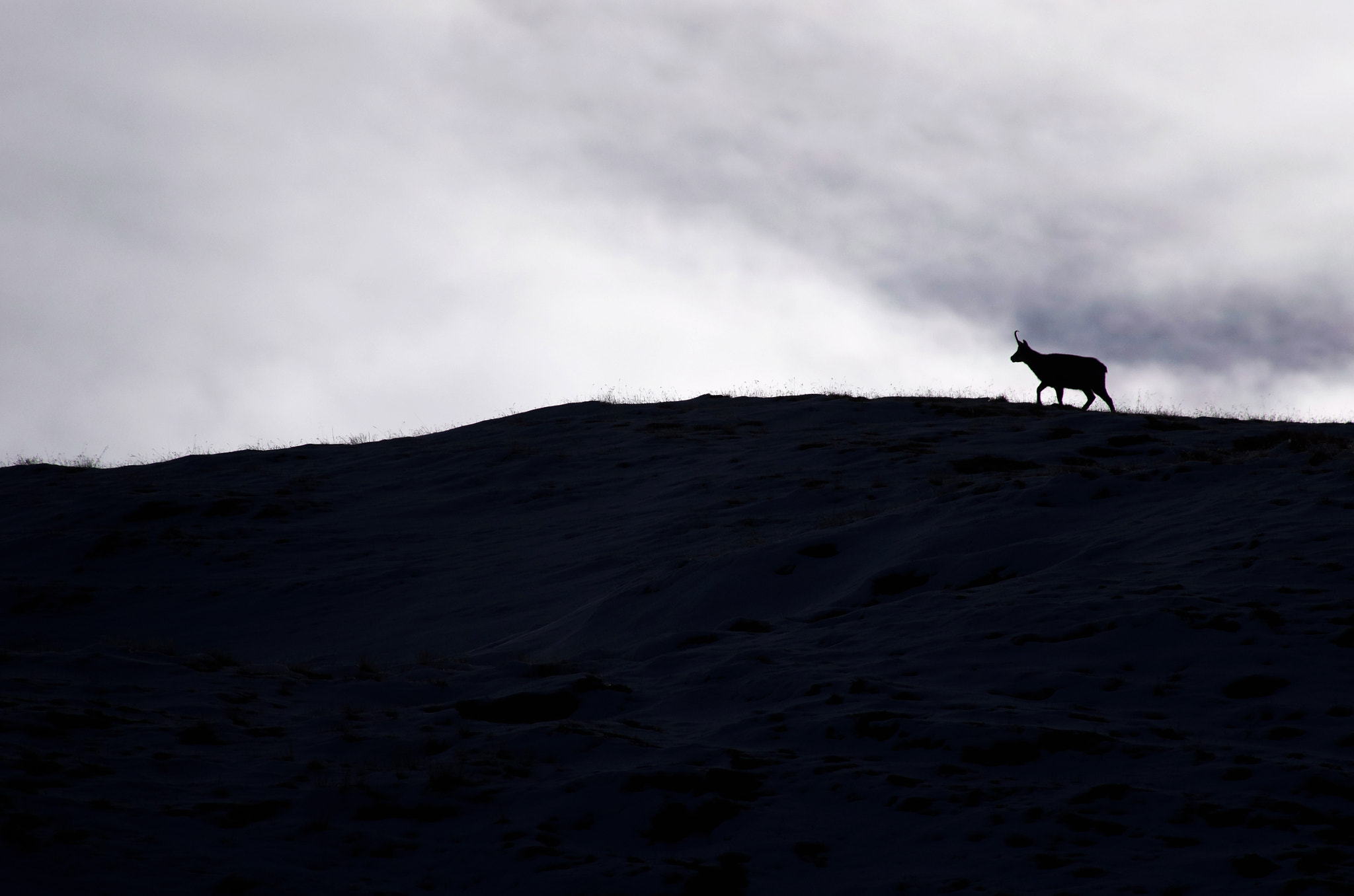 Pentax smc DA* 300mm F4.0 ED (IF) SDM sample photo. La marche des ombres photography