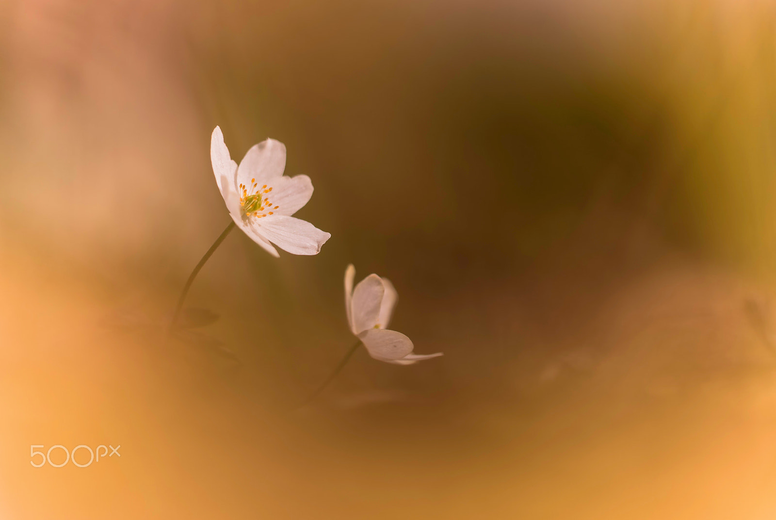 Sigma 150mm F2.8 EX DG Macro HSM sample photo. Anemona nemorosa photography