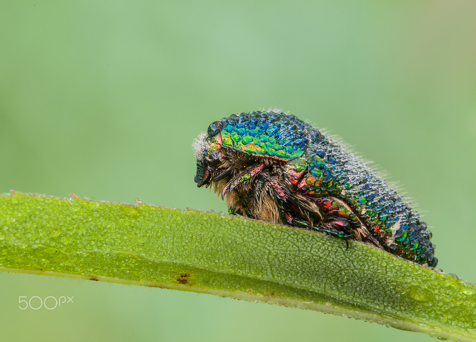 Sigma 150mm F2.8 EX DG Macro HSM sample photo. Flower chafers (scarab beetles) photography