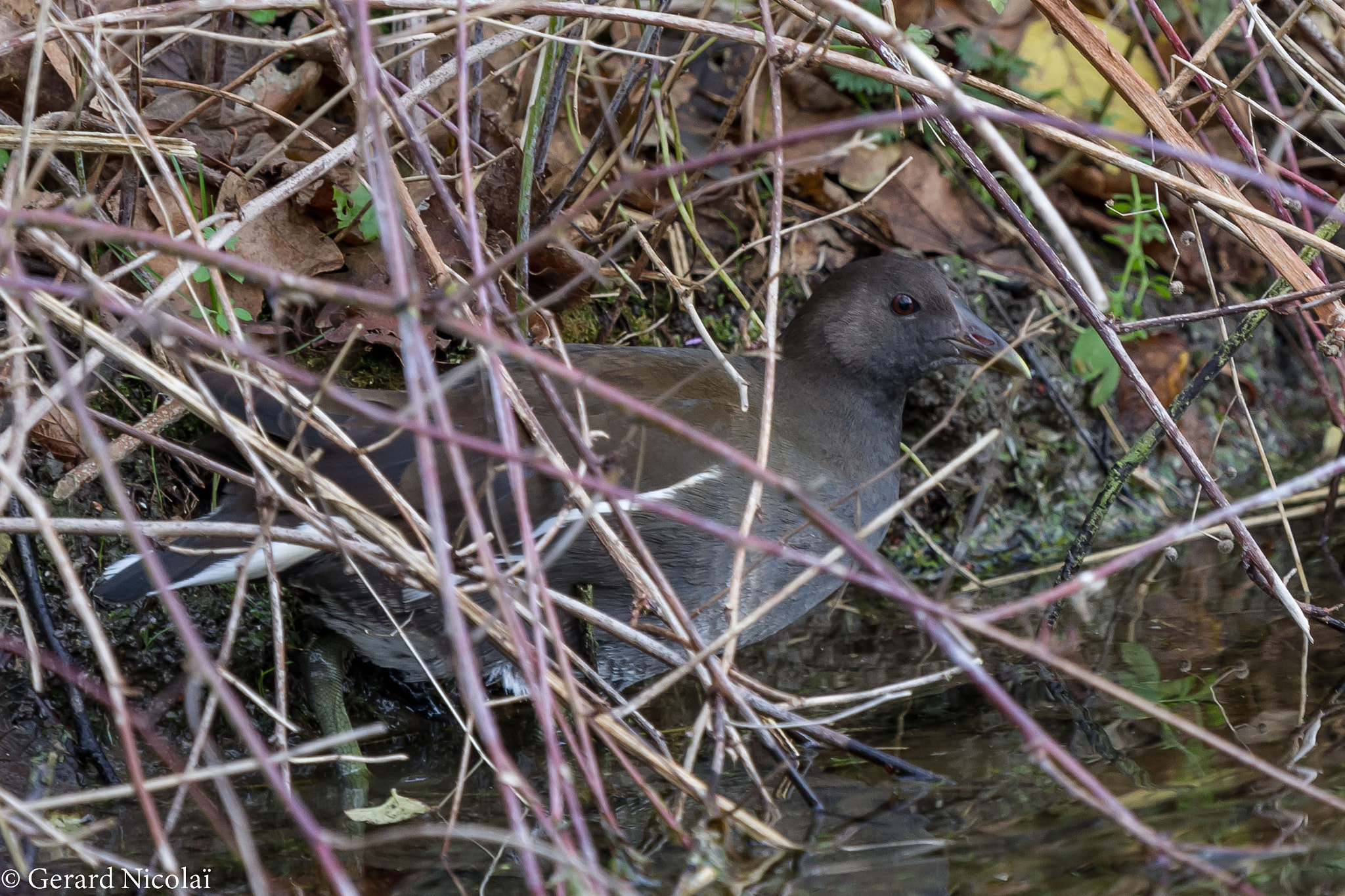 Canon EF 300mm F2.8L IS USM sample photo. Hiding photography