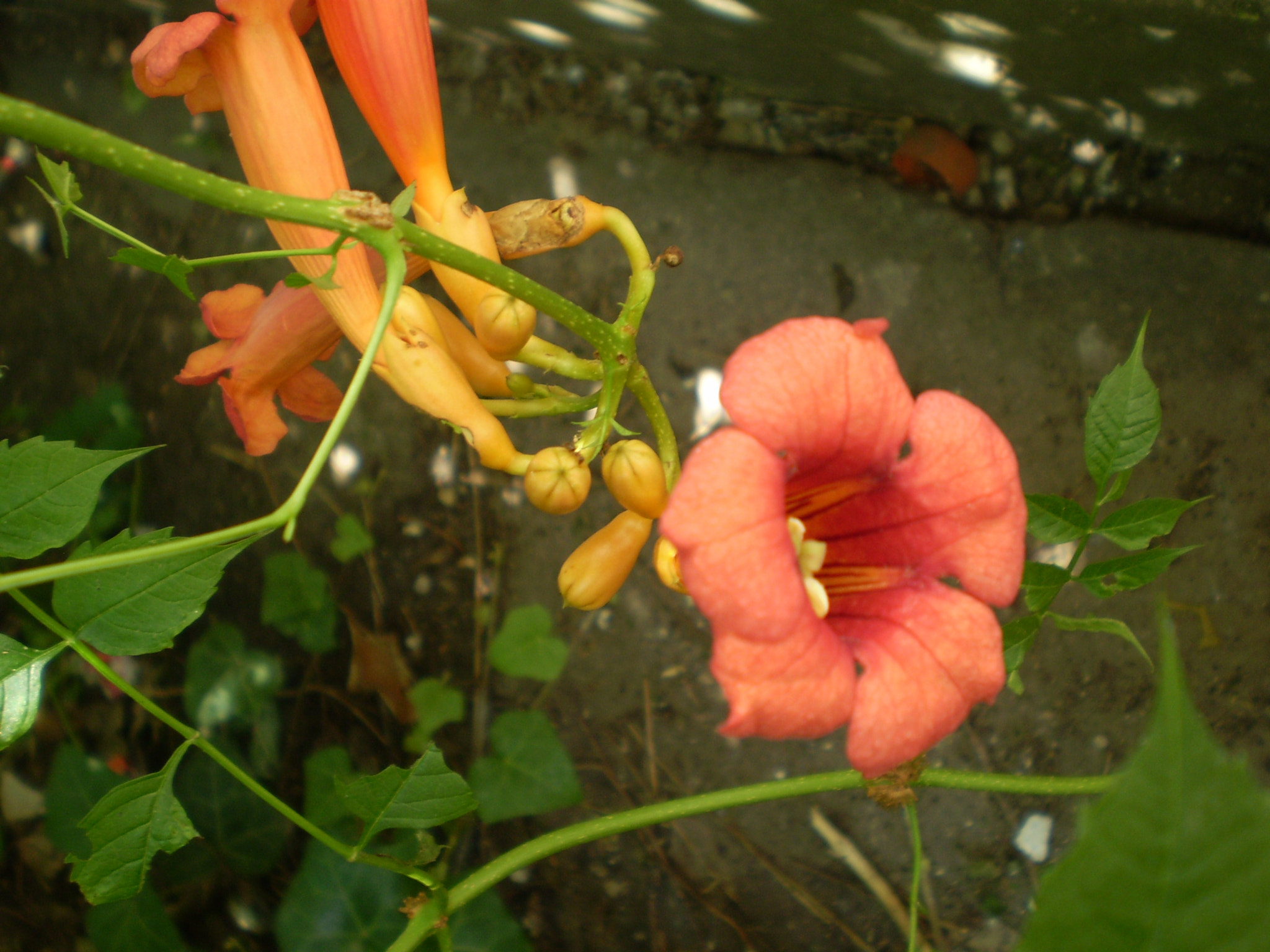 Olympus FE210,X775 sample photo. Trumpet creeper photography