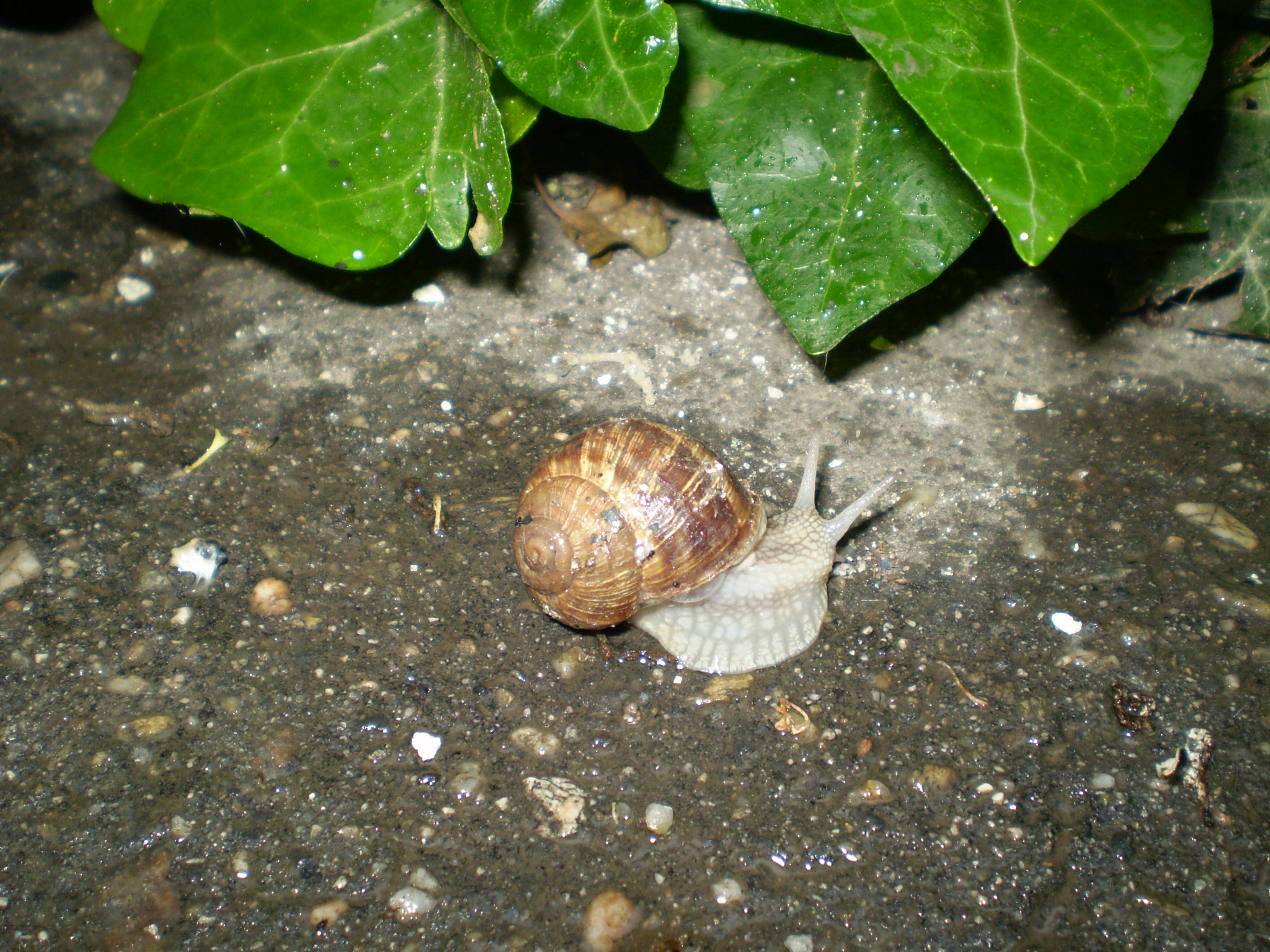 Olympus FE210,X775 sample photo. A snail photography