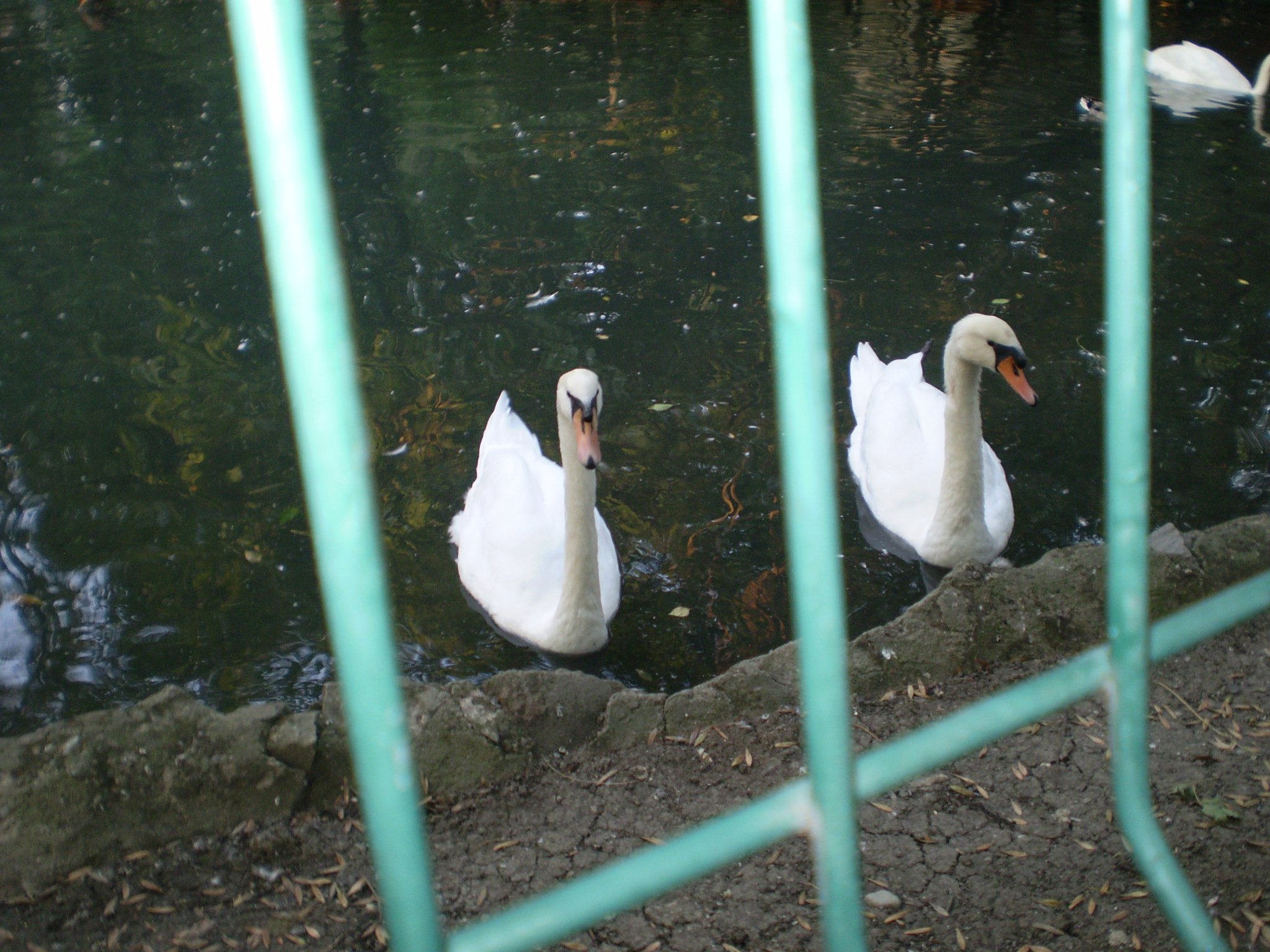Olympus FE210,X775 sample photo. Swans photography