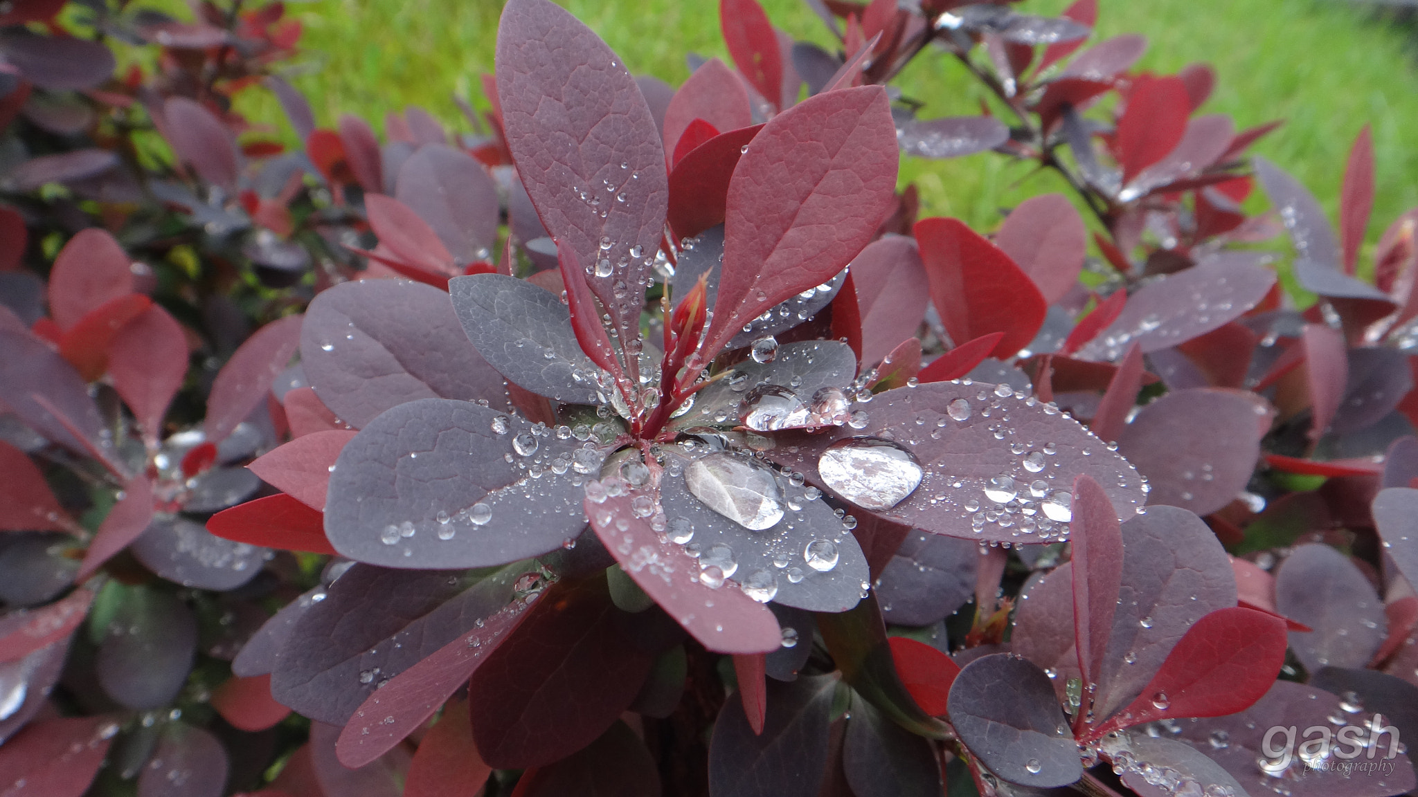 Sony DSC-TX20 sample photo. Pearls of rain photography