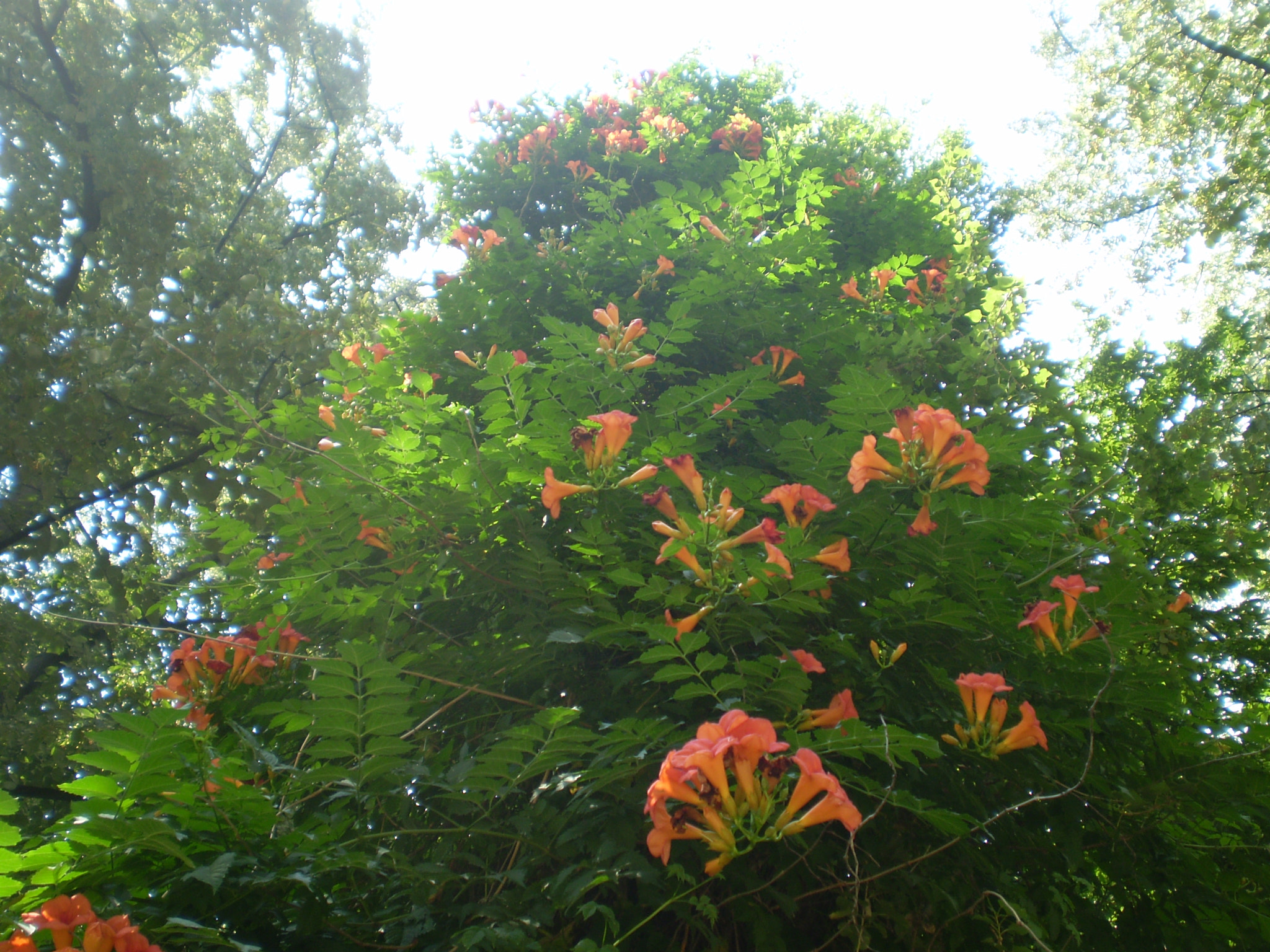 Olympus FE210,X775 sample photo. Trumpet creeper photography