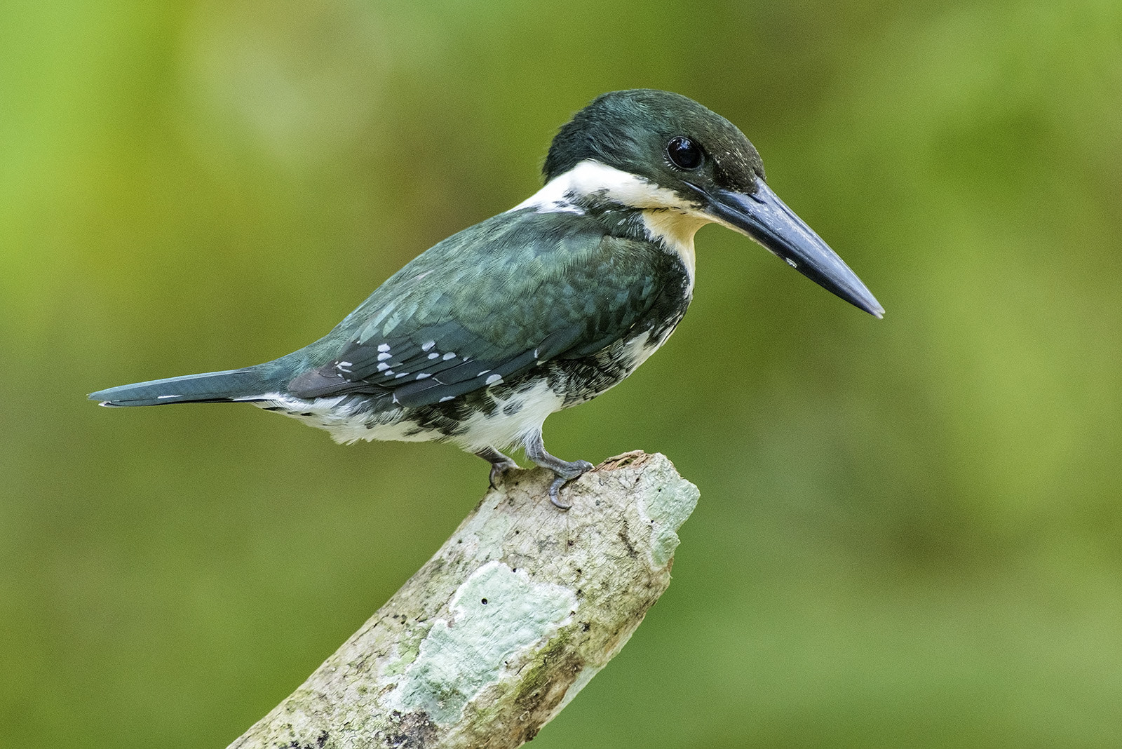 Nikon AF-S Nikkor 300mm F2.8G ED VR II sample photo. Green kingfisher photography
