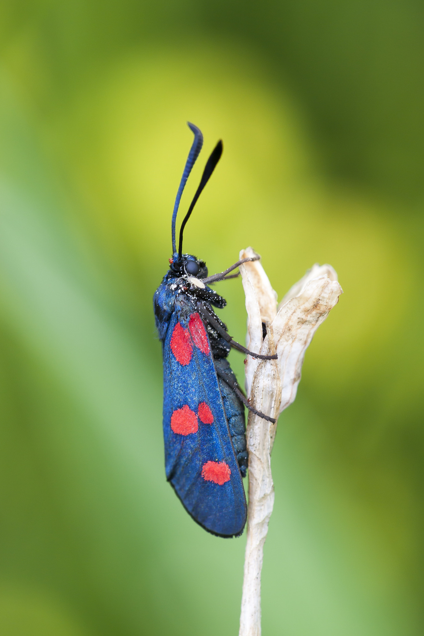 Sigma APO Macro 150mm f/2.8 EX DG HSM sample photo. Five-spot burnet (zygaena trifolii) photography