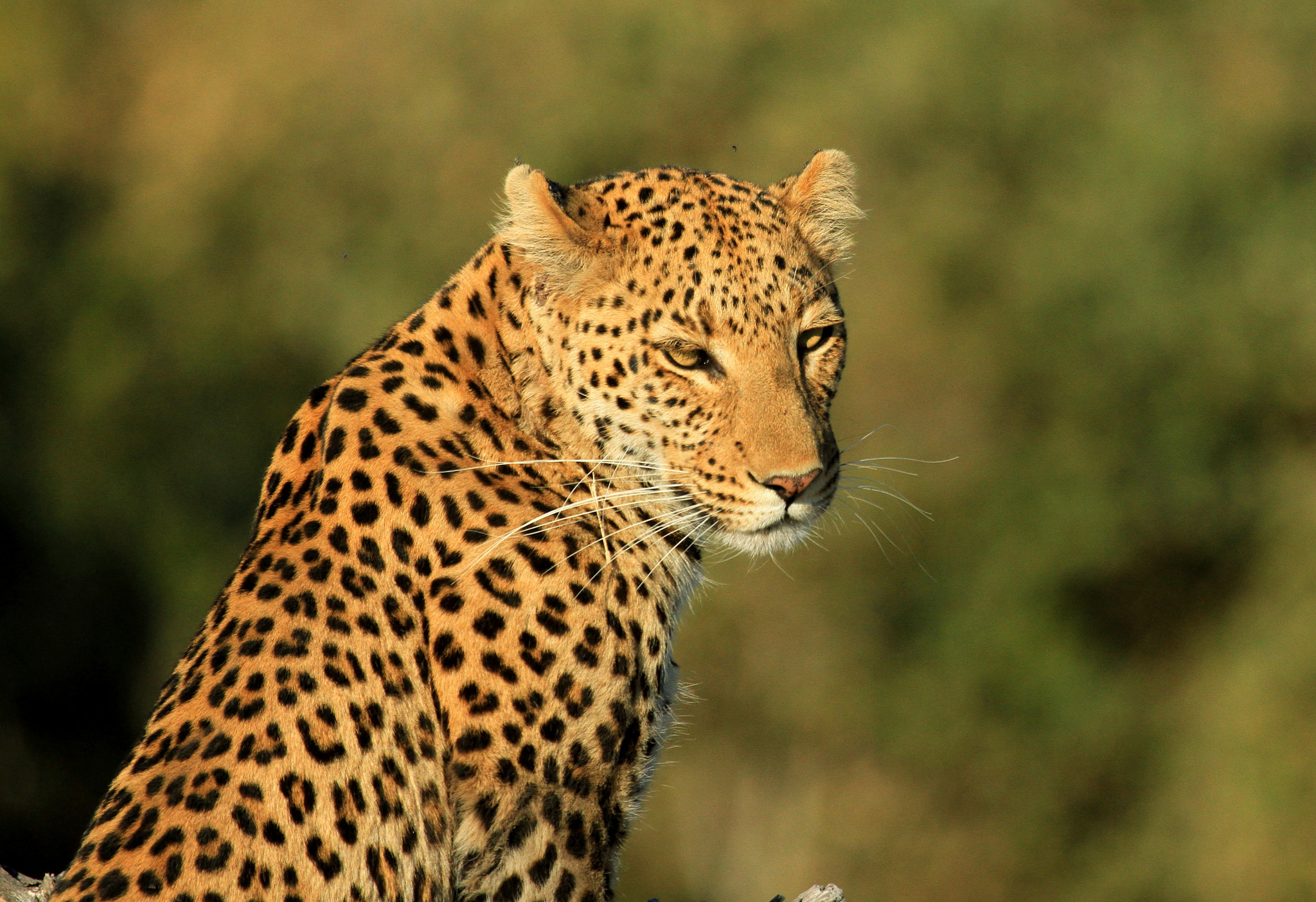 Canon EF 100-400mm F4.5-5.6L IS USM sample photo. The look photography