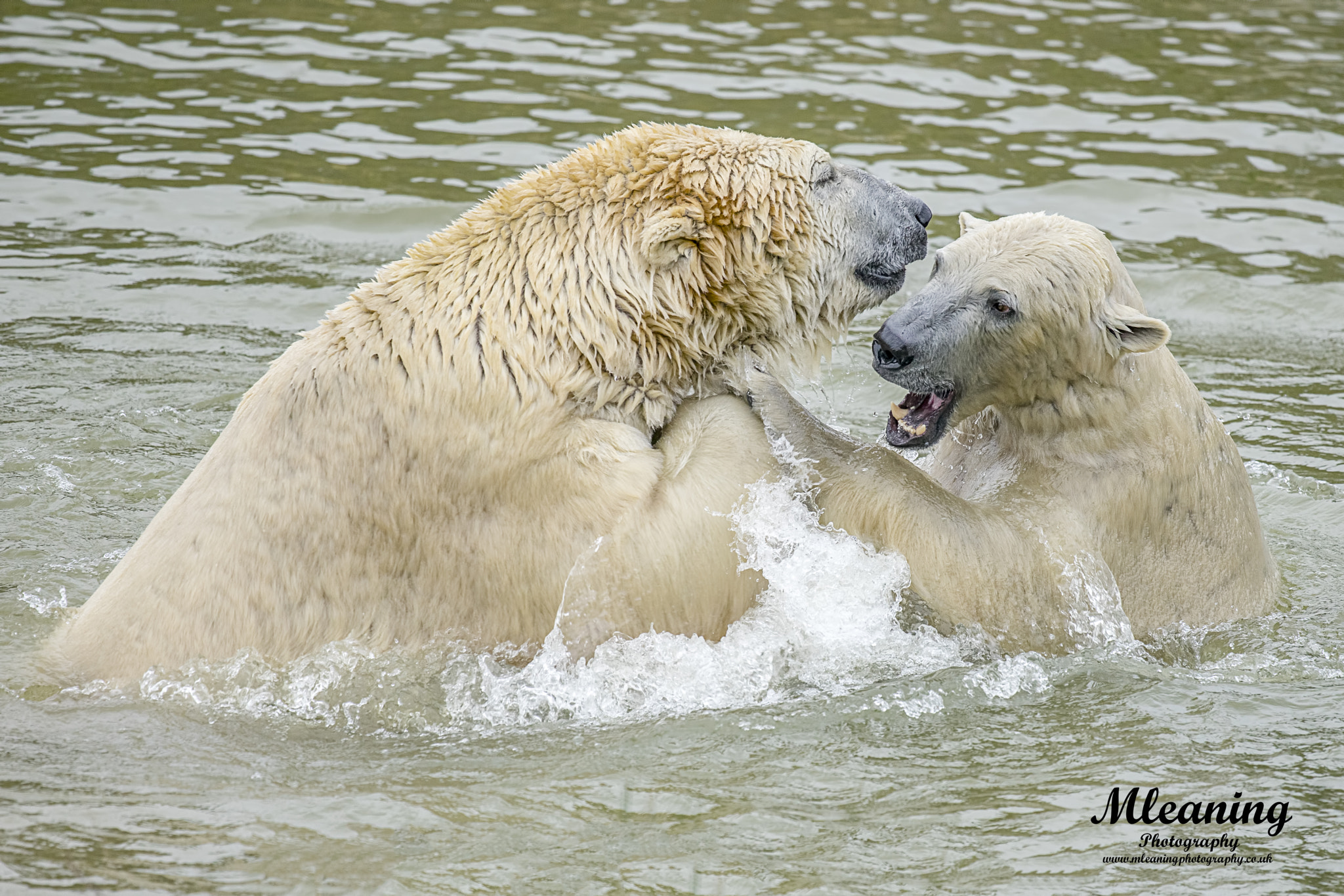 Sigma AF 500mm F4.5 EX DG APO sample photo. Fighting polar bears photography