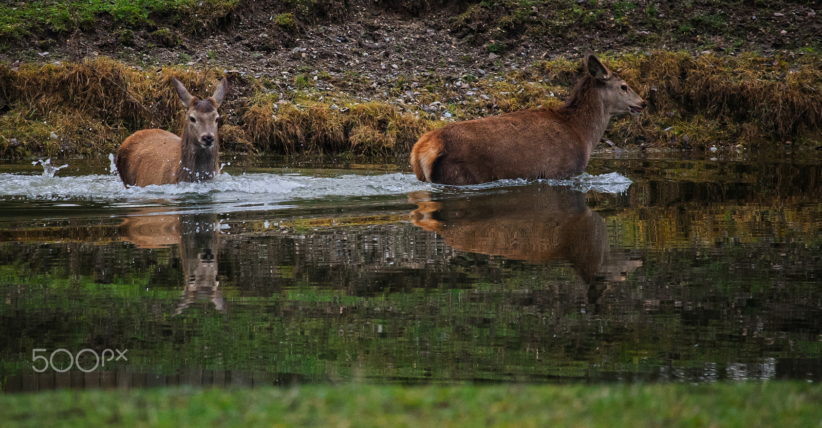 Canon EF-S 55-250mm F4-5.6 IS STM sample photo. Red deers photography