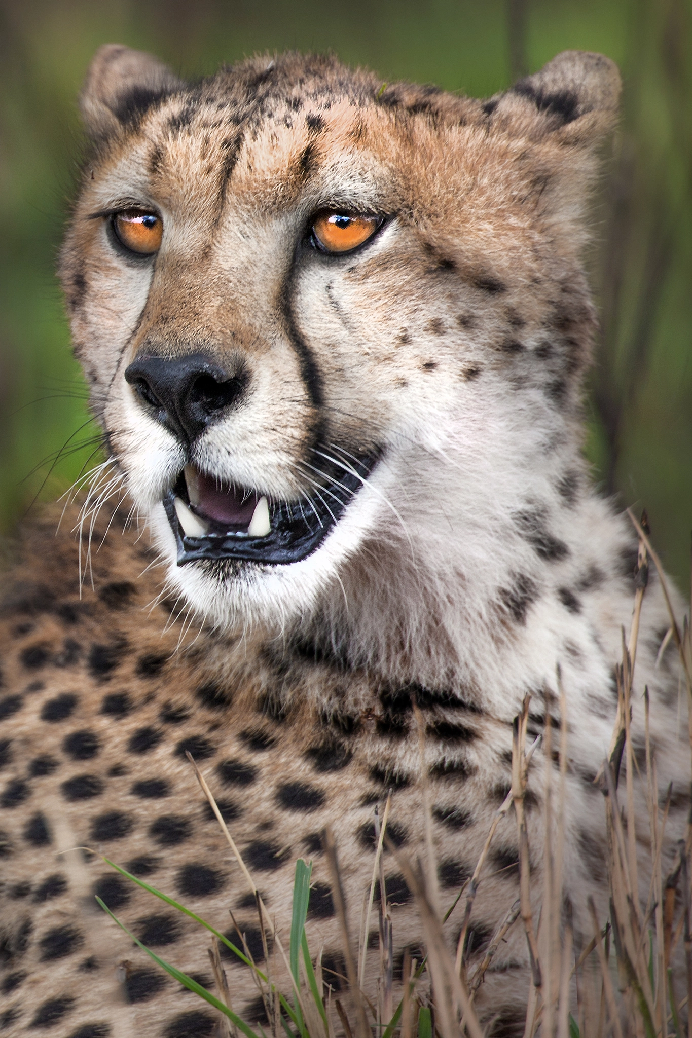 Canon EF 300mm F2.8L IS II USM sample photo. Spotted photography