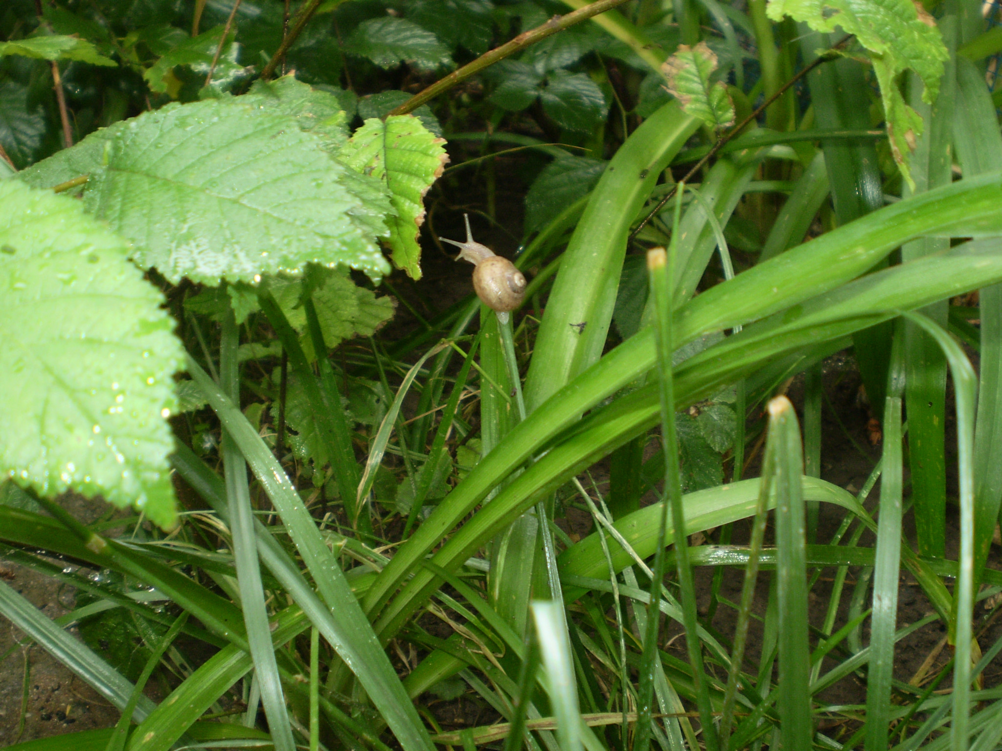 Olympus FE210,X775 sample photo. The snail photography