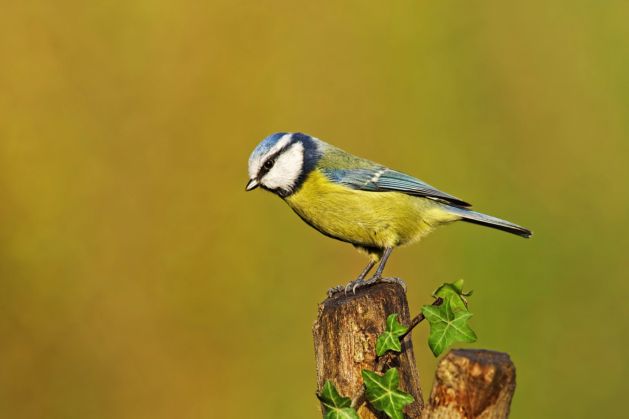 Sony a99 II + Minolta AF 300mm F2.8 HS-APO G sample photo. Blue tit photography