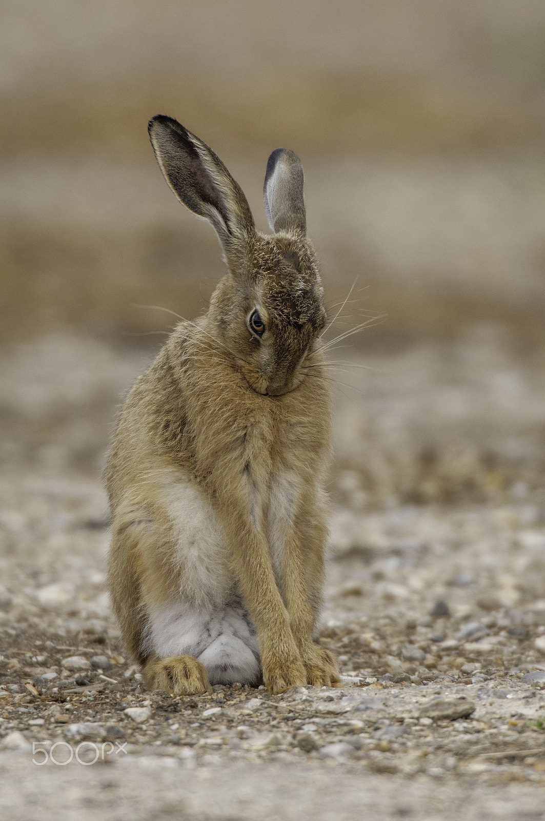 Nikon D2X + Nikon AF-S Nikkor 600mm F4D ED-IF II sample photo. Brown hare photography