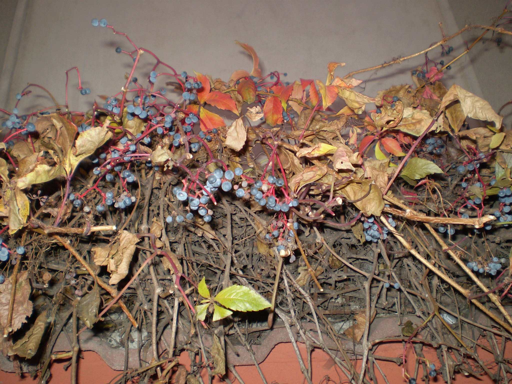 Olympus FE210,X775 sample photo. Autumn colours photography