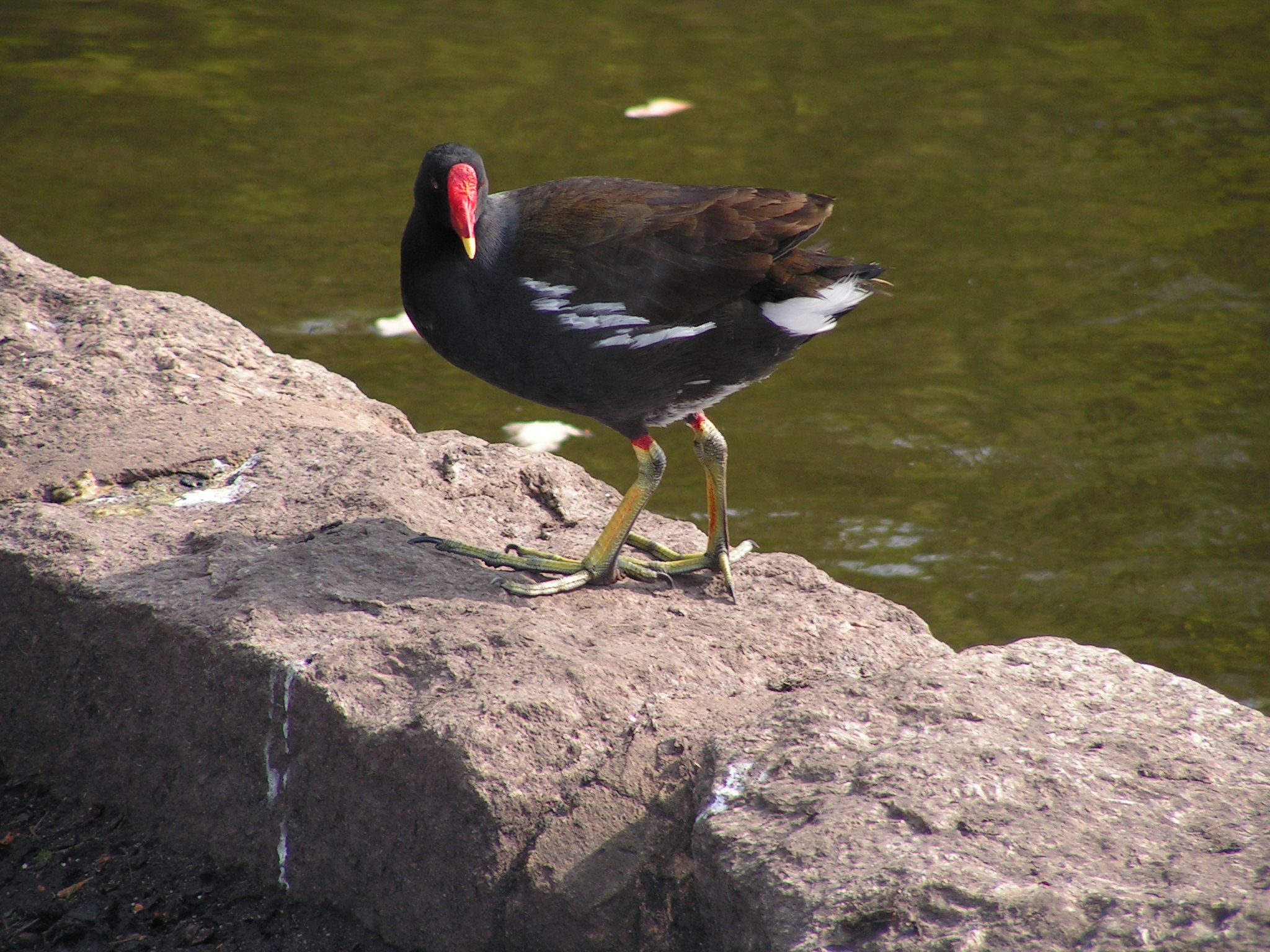 KONICA MINOLTA DiMAGE Z10 sample photo. Strutting moorhen photography