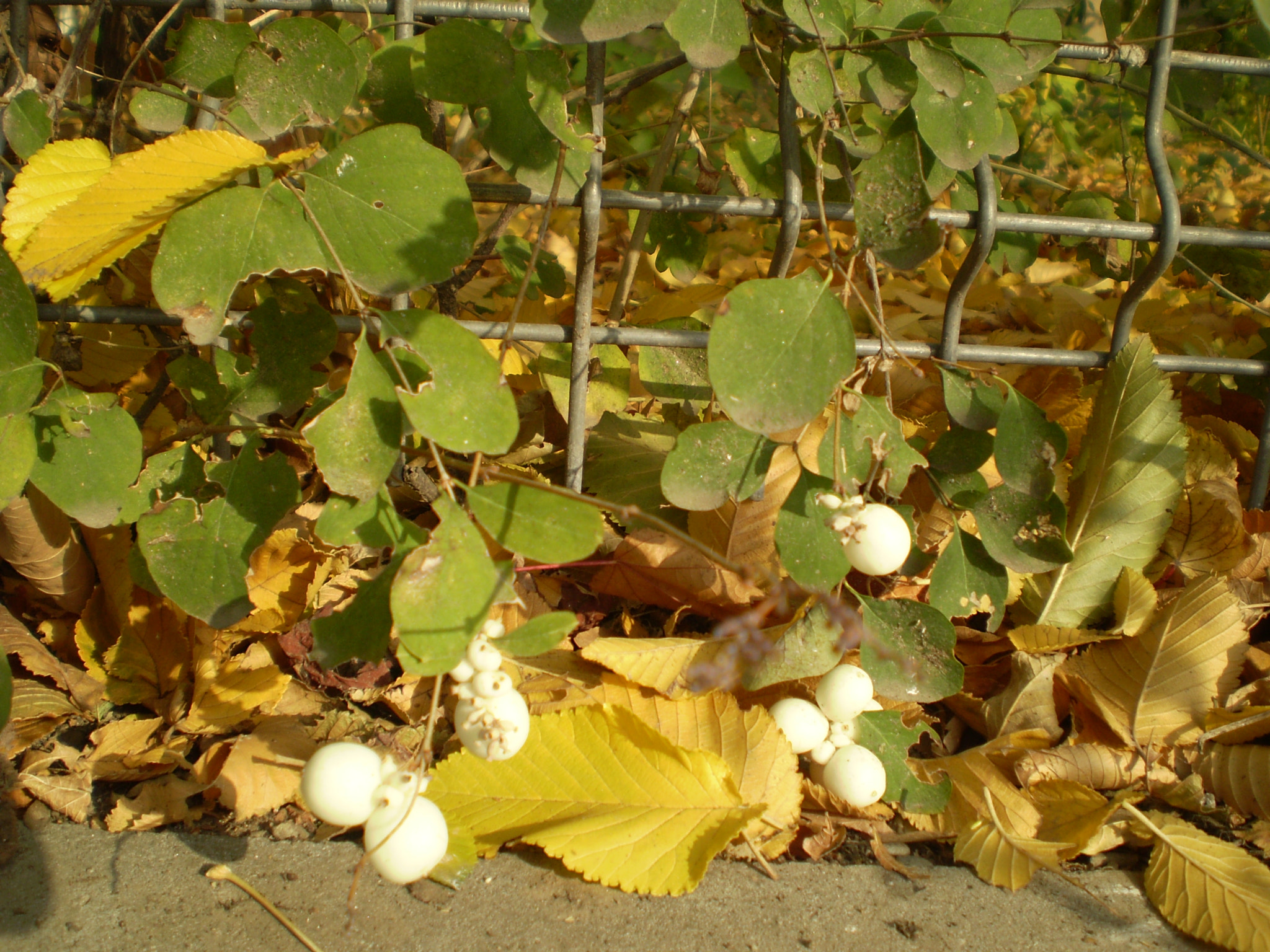 Olympus FE210,X775 sample photo. Autumn colors_2 photography