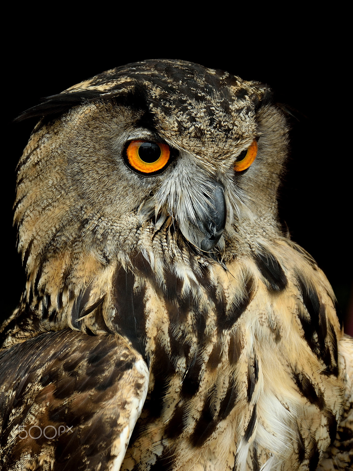 Sigma 17-70mm F2.8-4 DC Macro OS HSM | C sample photo. Owl-5389 photography