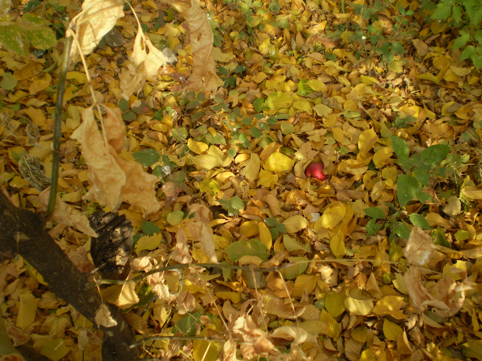 Olympus FE210,X775 sample photo. Autumn colors_3 photography