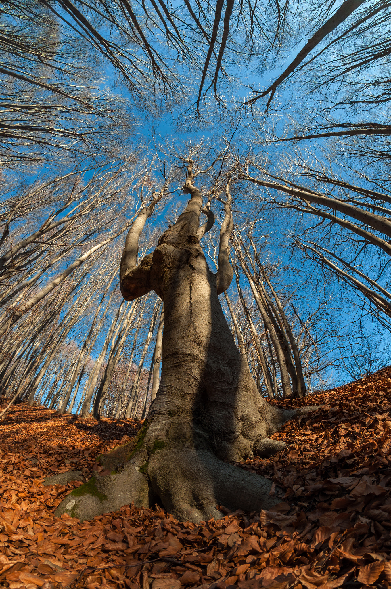 Nikon D90 + Samyang 8mm F3.5 Aspherical IF MC Fisheye sample photo. *** photography