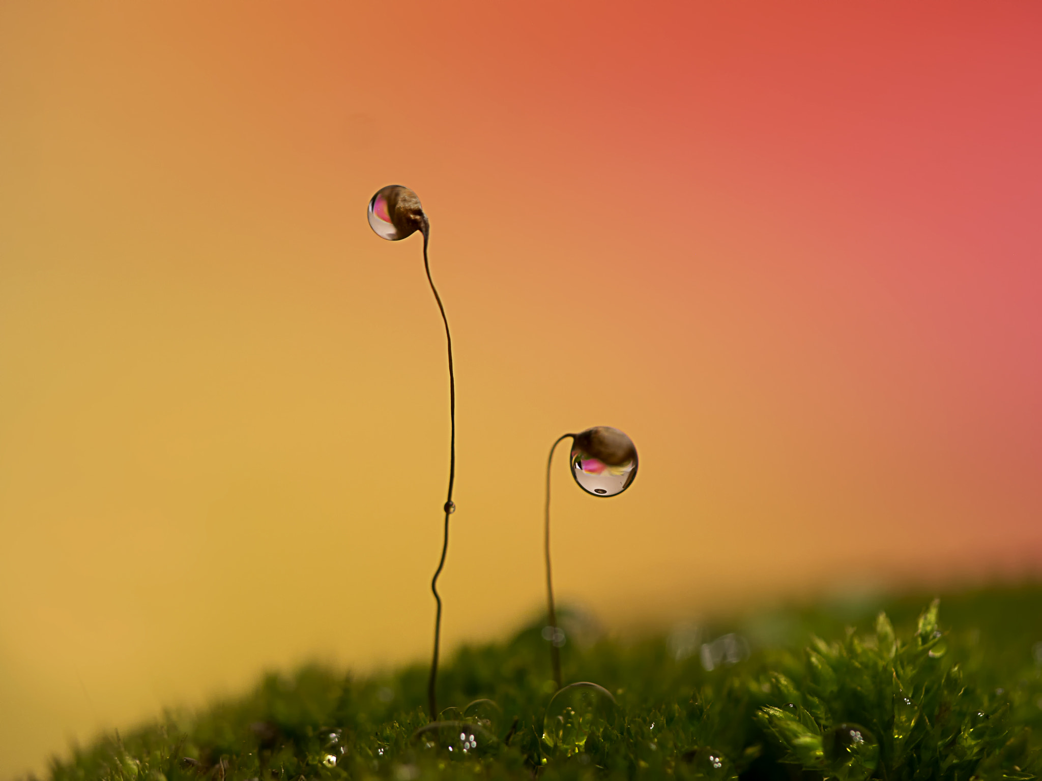 Samsung NX300 + Samsung NX 60mm F2.8 Macro ED OIS SSA sample photo. Macro world... photography