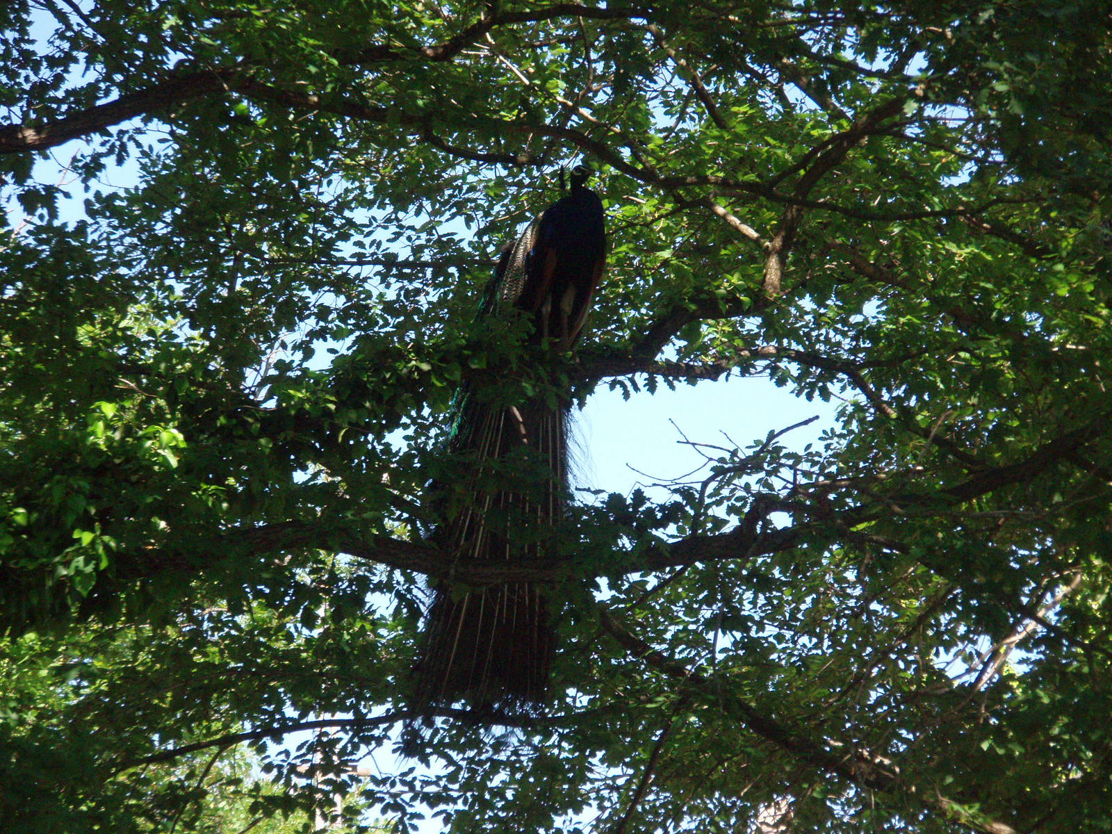 Olympus u740,S740 sample photo. Peacock on the tree photography
