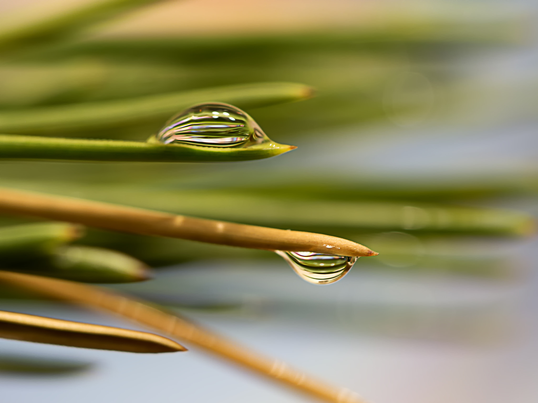 Samsung NX 60mm F2.8 Macro ED OIS SSA sample photo. Drops.. photography