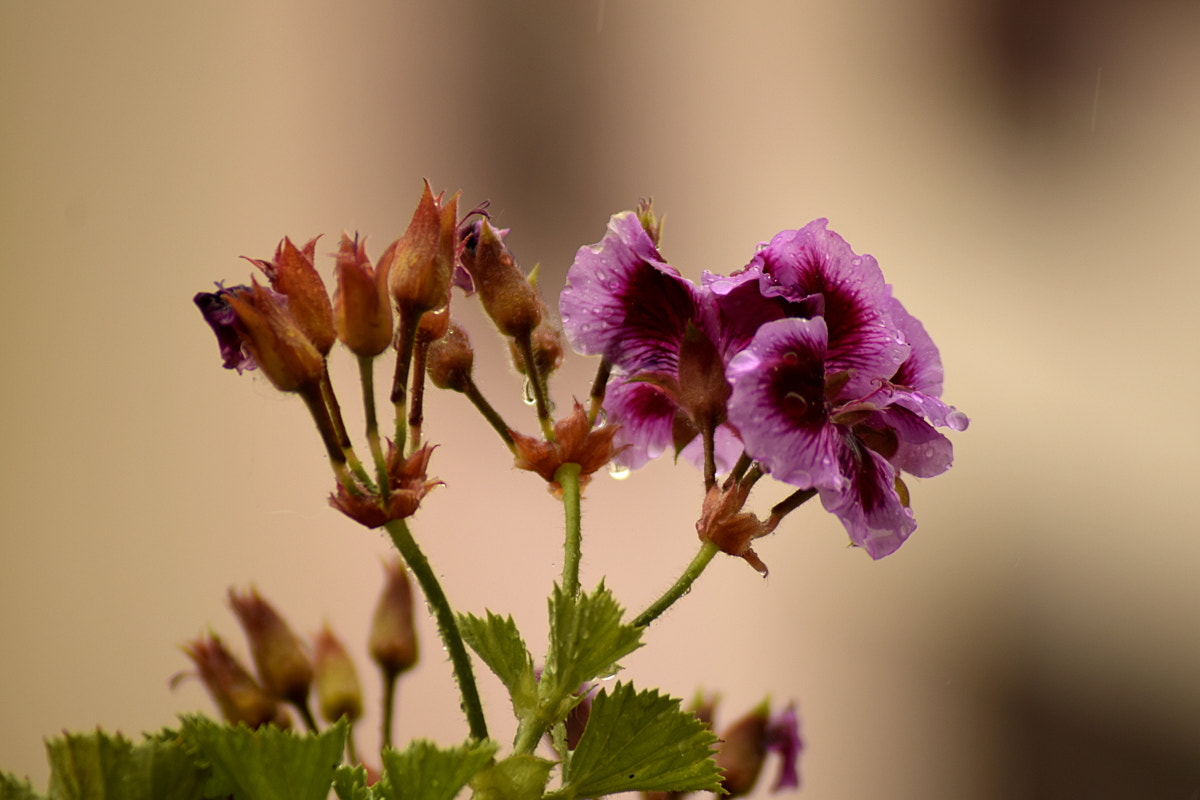 Nikon AF Nikkor 70-300mm F4-5.6G sample photo. # photography