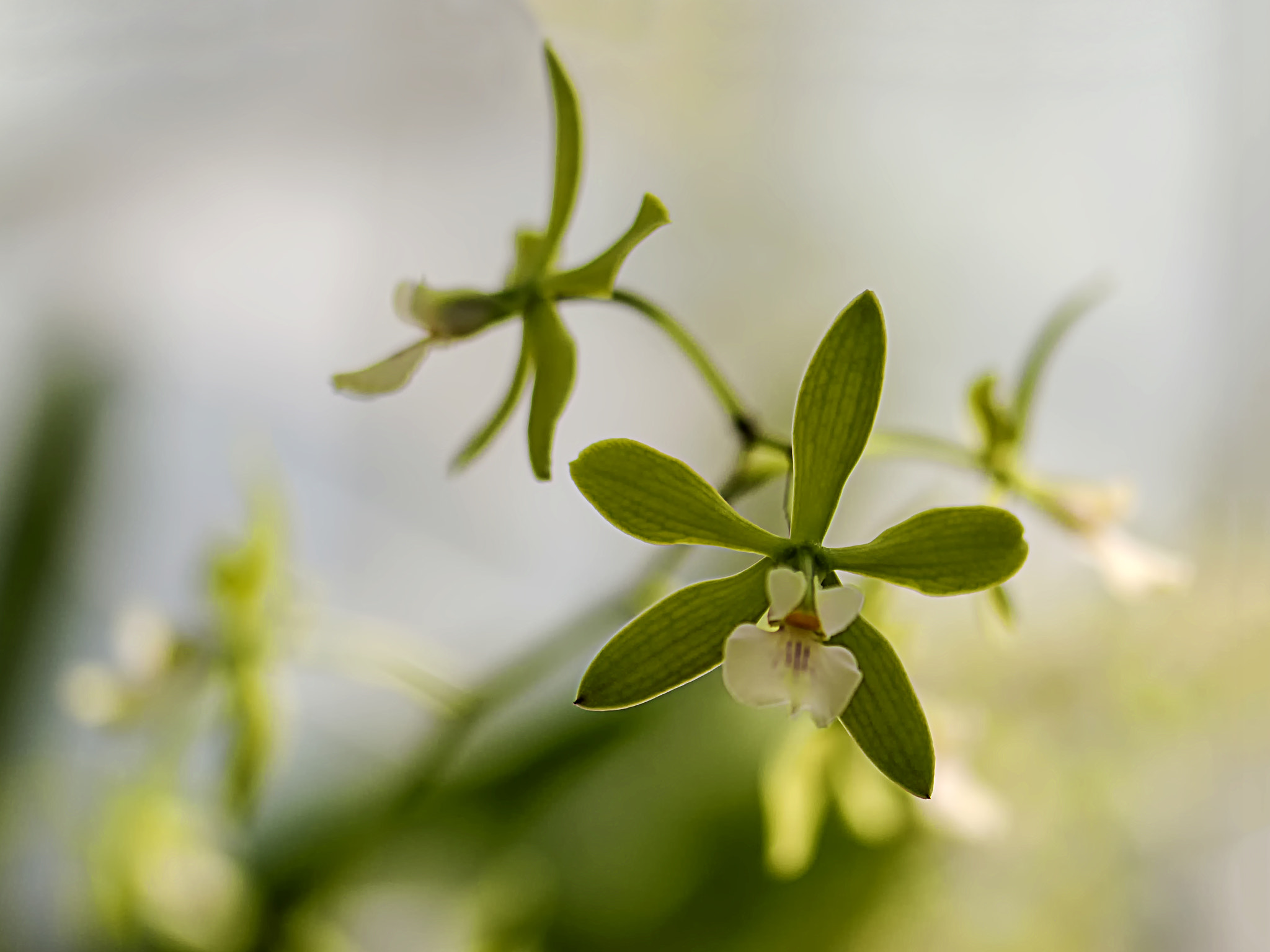 Samsung NX300 + Samsung NX 60mm F2.8 Macro ED OIS SSA sample photo. ... photography