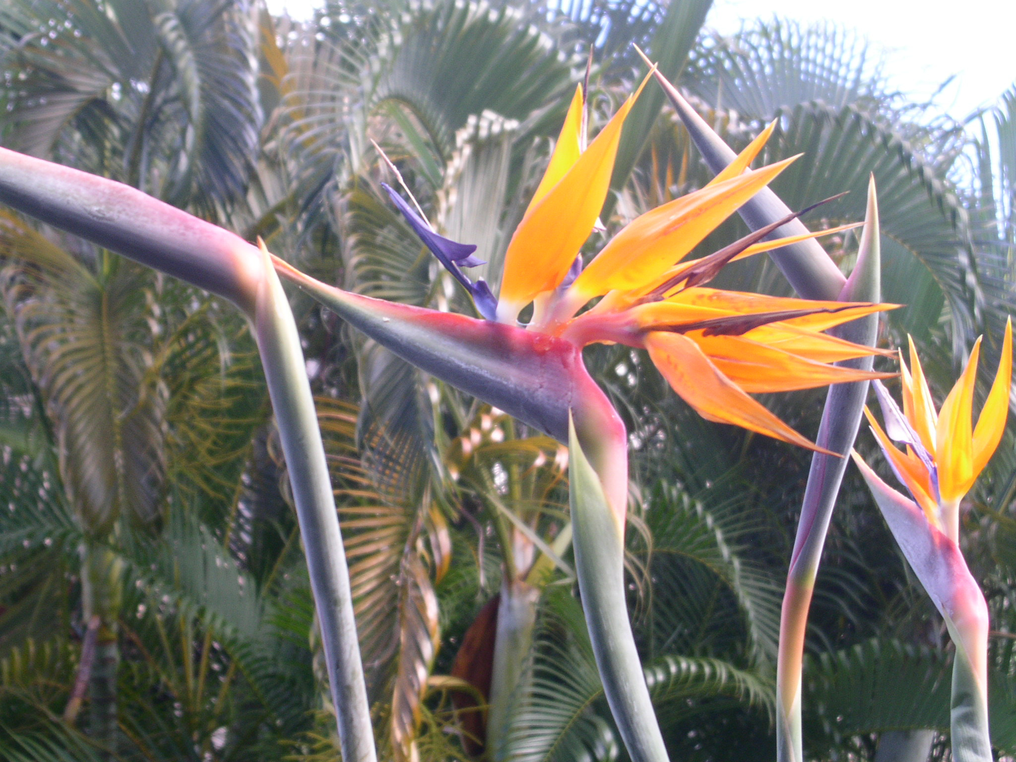 KONICA MINOLTA DiMAGE F300 sample photo. Birds of paradise on kauai photography