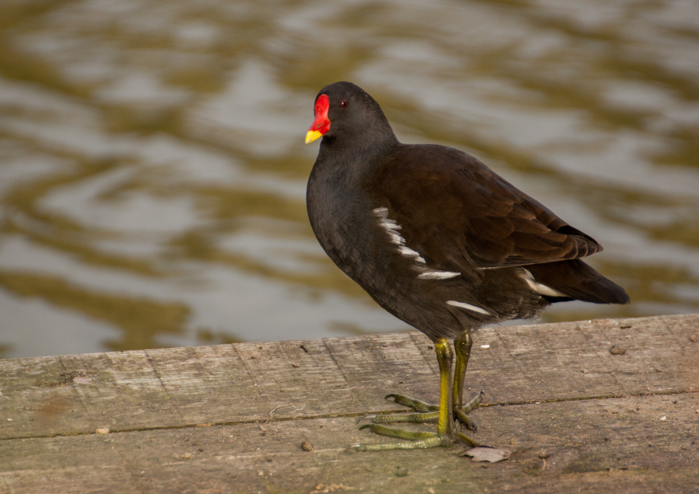 Tamron SP 35mm F1.8 Di VC USD sample photo. Hello moore hen photography
