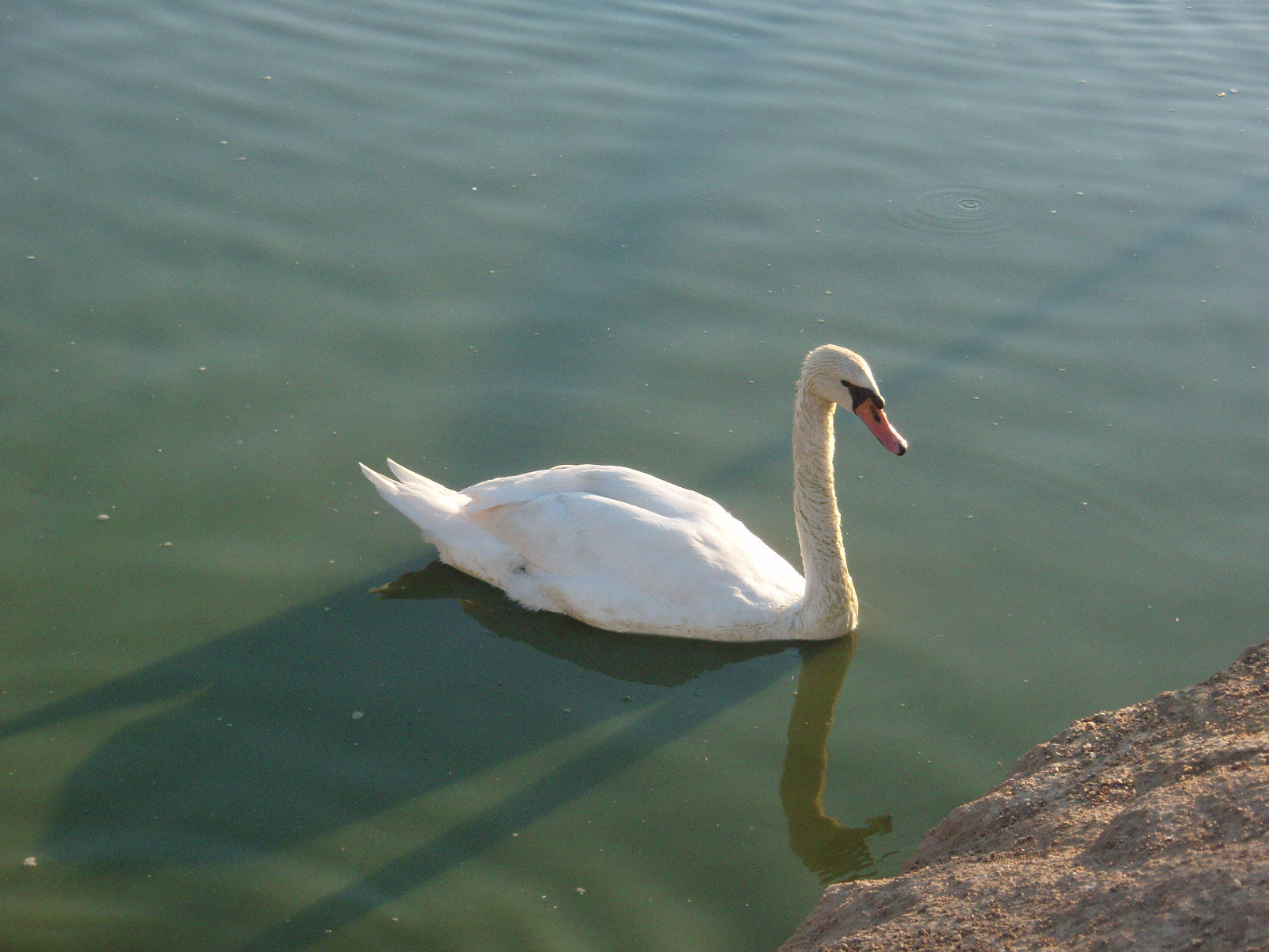 Olympus u740,S740 sample photo. Swan at the lake / göldeki kuğu photography