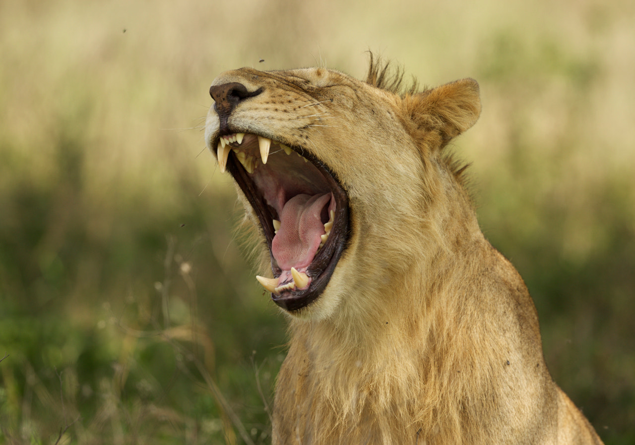 Canon EF 500mm F4L IS II USM sample photo. Yawning lion photography