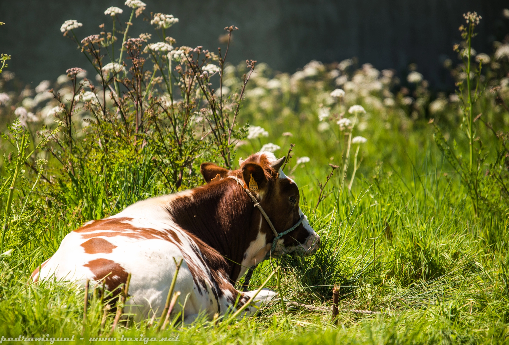 Sigma 120-400mm F4.5-5.6 DG OS HSM sample photo. A cow's life. photography
