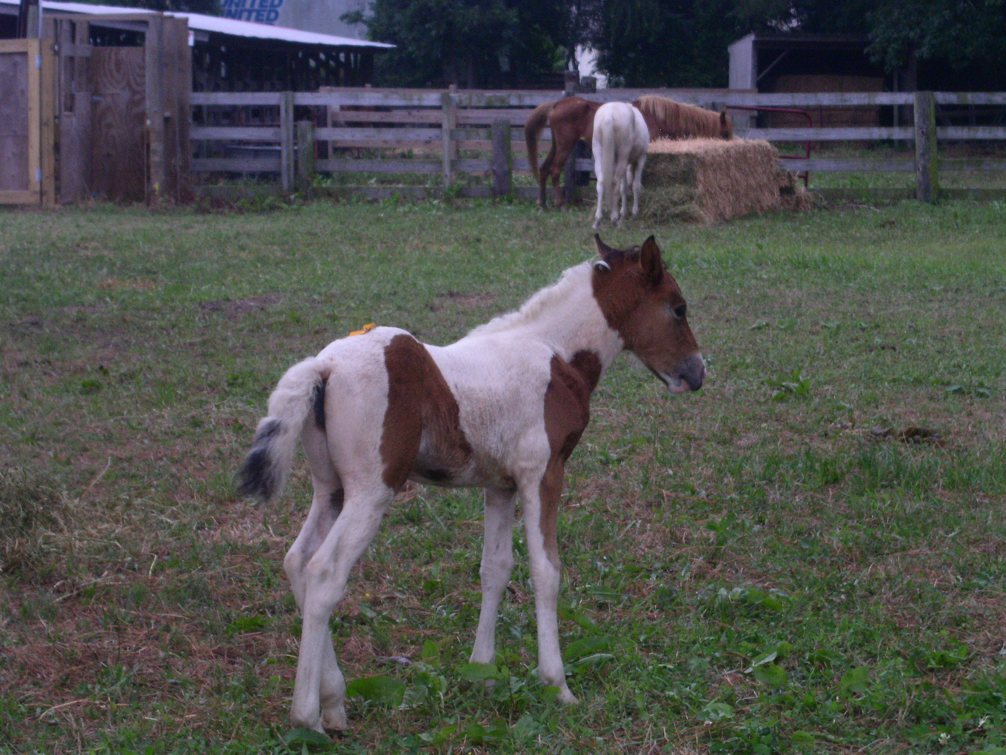 KONICA MINOLTA DiMAGE F300 sample photo. A chincoteague pony photography