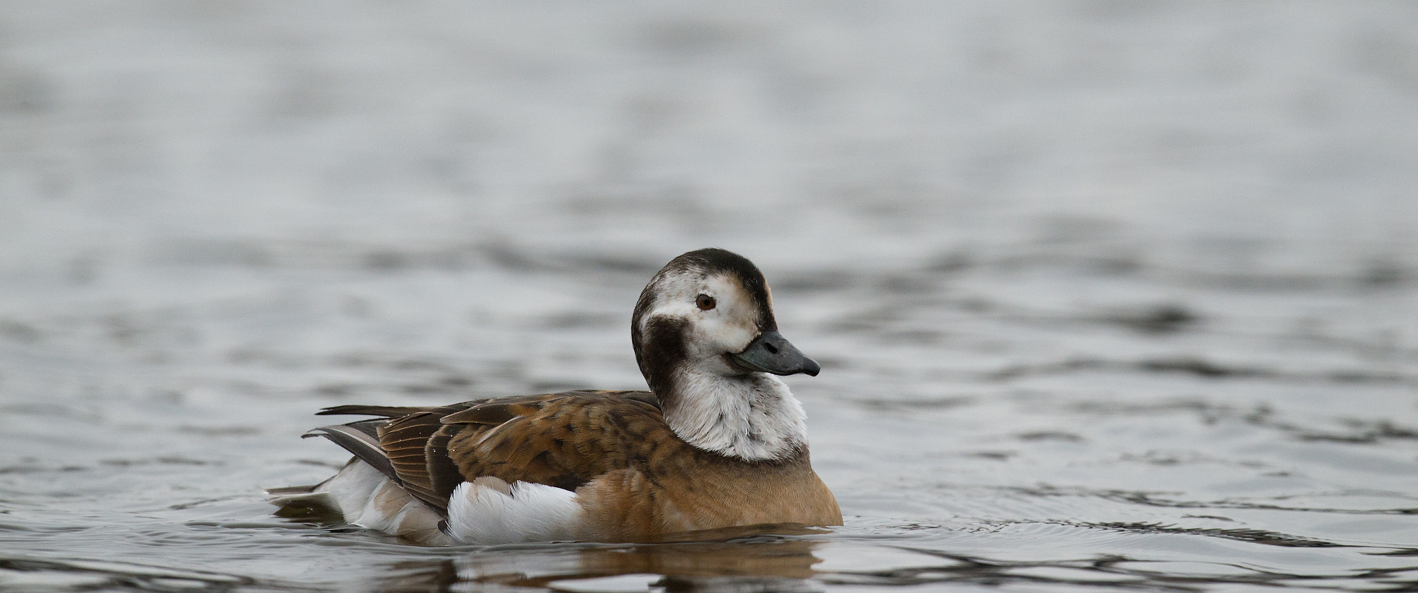 Nikon D4 + Sigma 24-60mm F2.8 EX DG sample photo. Harelde kakawi, clangula hyemalis, long-tailed duck photography