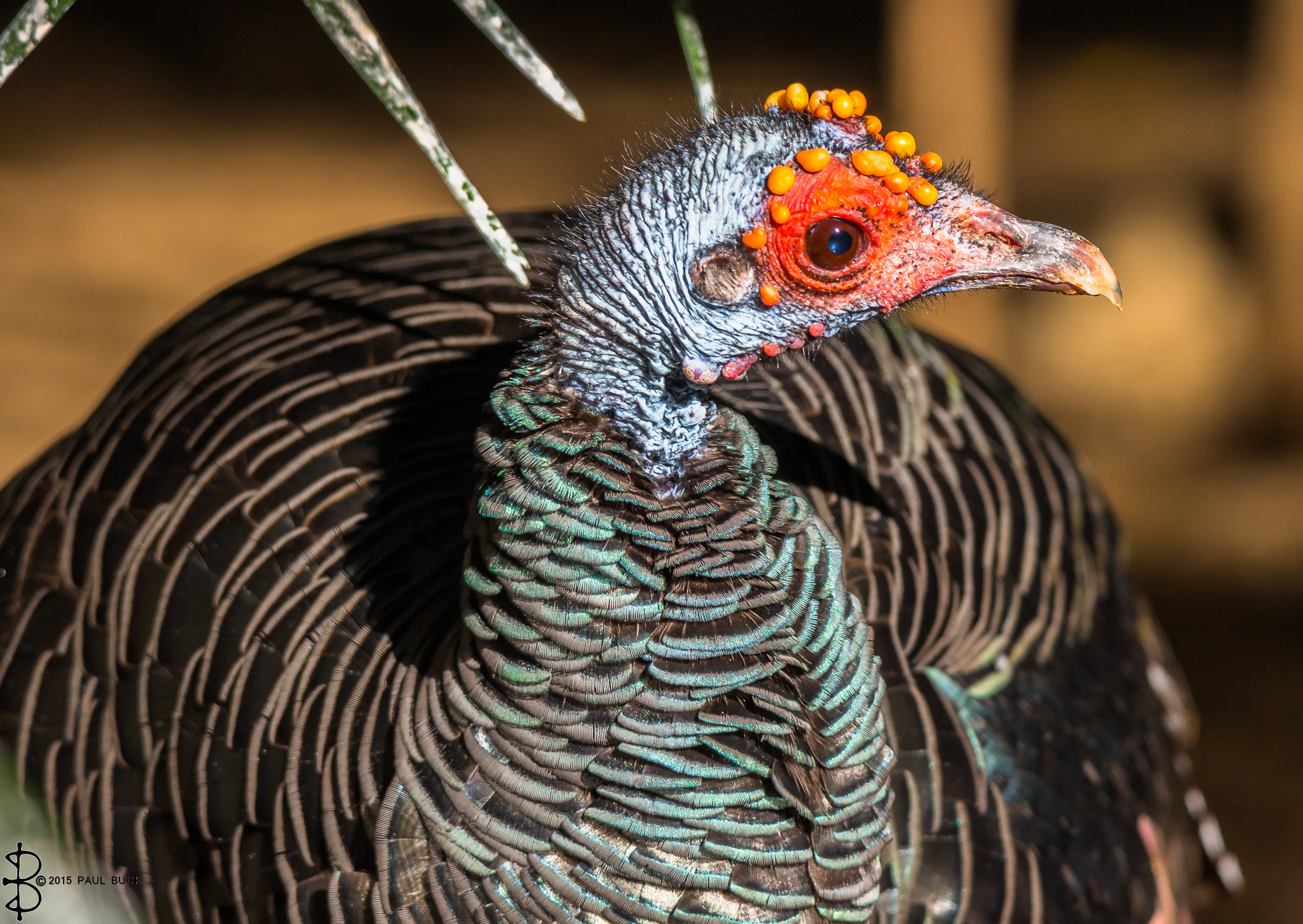Canon EOS 650D (EOS Rebel T4i / EOS Kiss X6i) sample photo. A wild turkey from south of the border. photography
