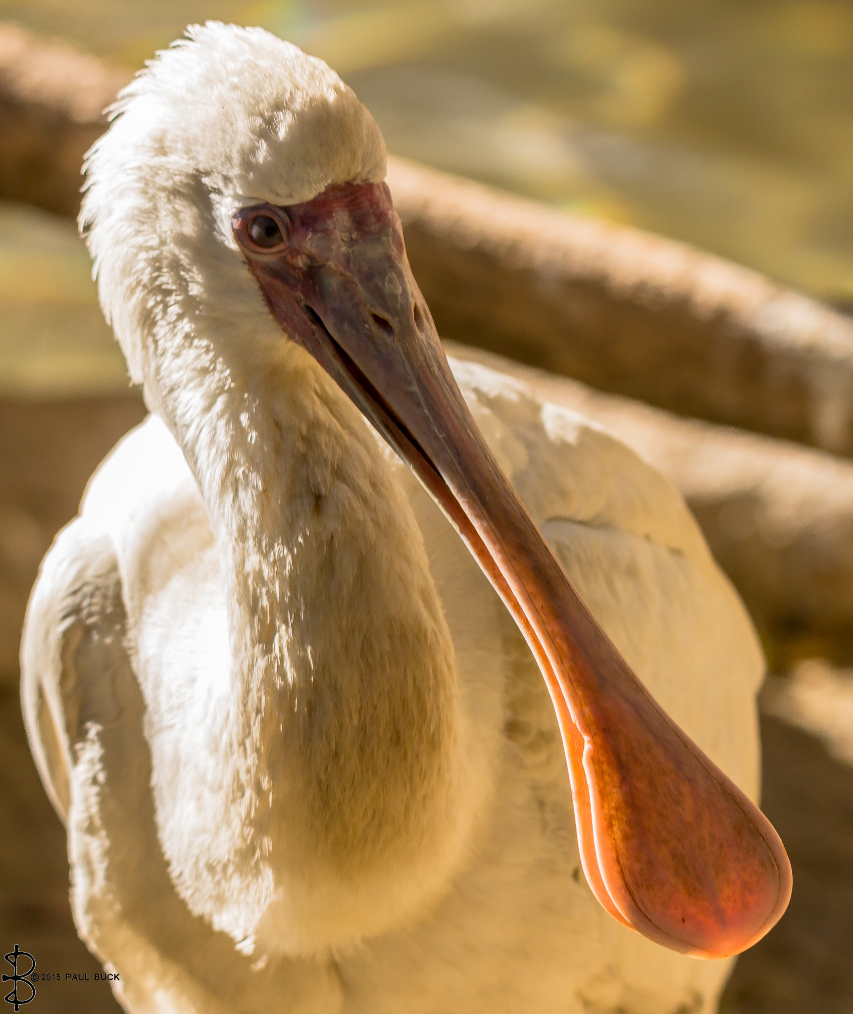 Canon EOS 650D (EOS Rebel T4i / EOS Kiss X6i) sample photo. Spoonbill photography