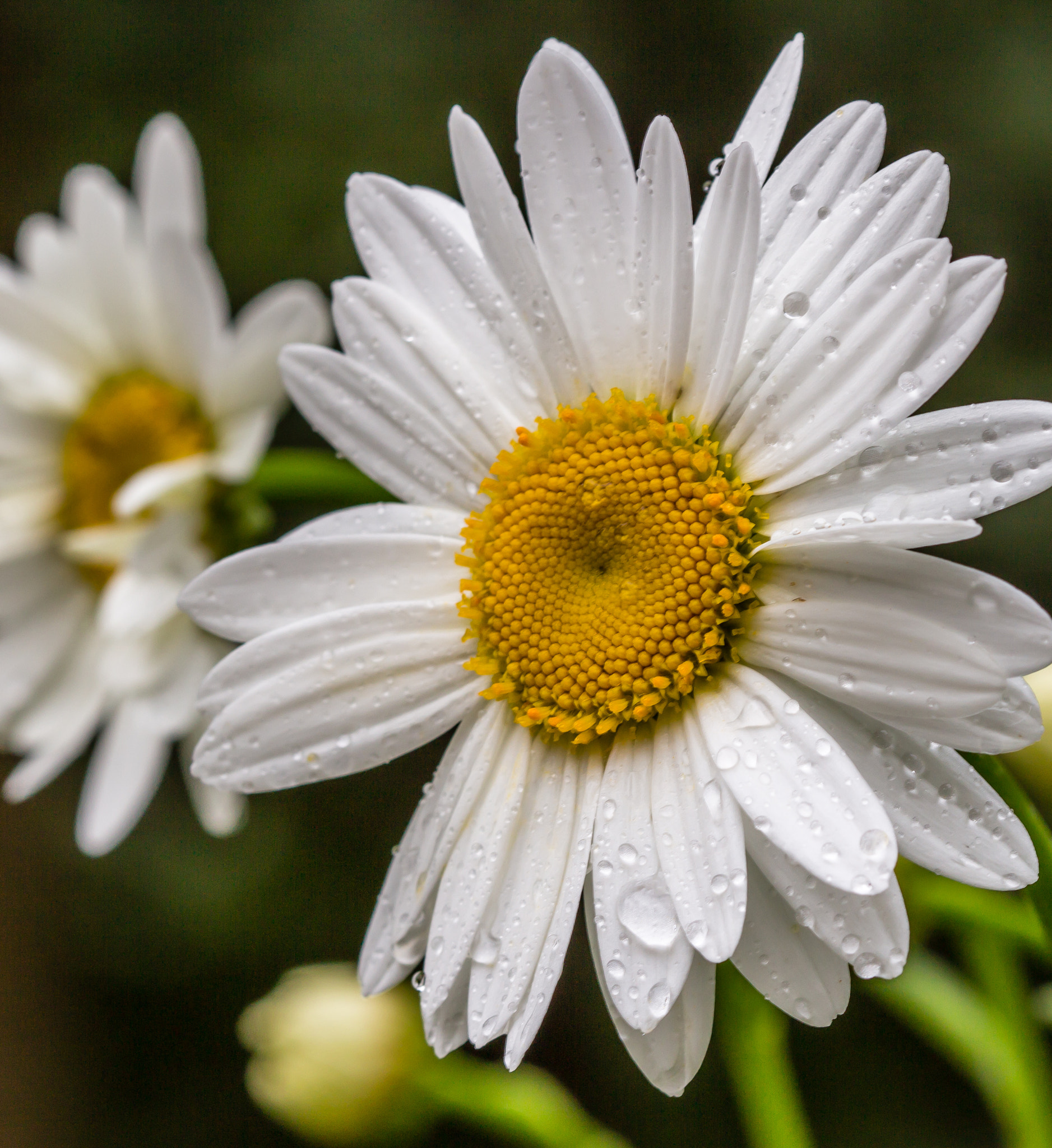 Canon EOS 650D (EOS Rebel T4i / EOS Kiss X6i) + Canon EF 100mm F2.8 Macro USM sample photo. Summer daisy photography