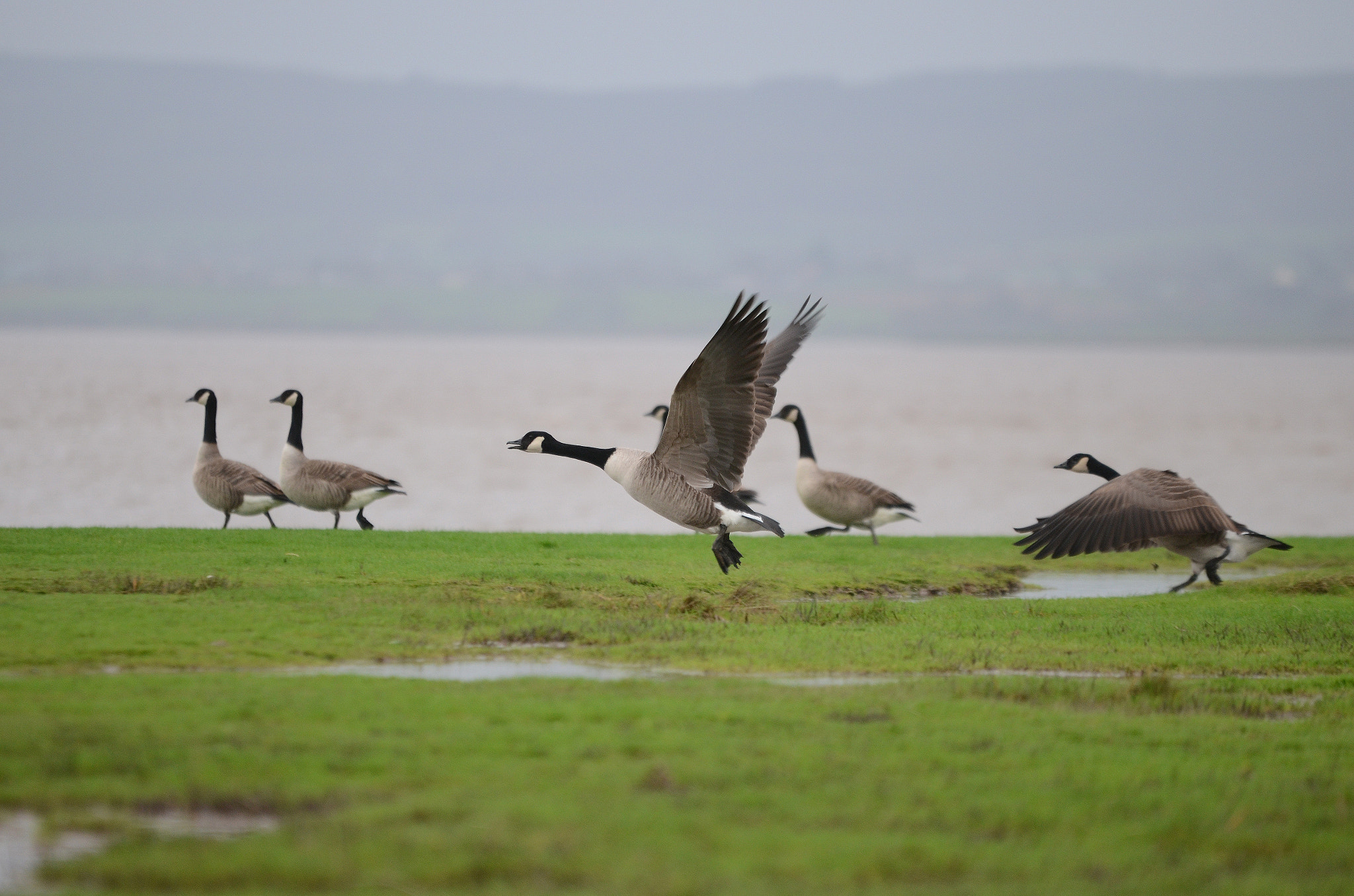 Nikon D5100 + AF Nikkor 50mm f/1.8 + 1.4x sample photo. Flapping away photography