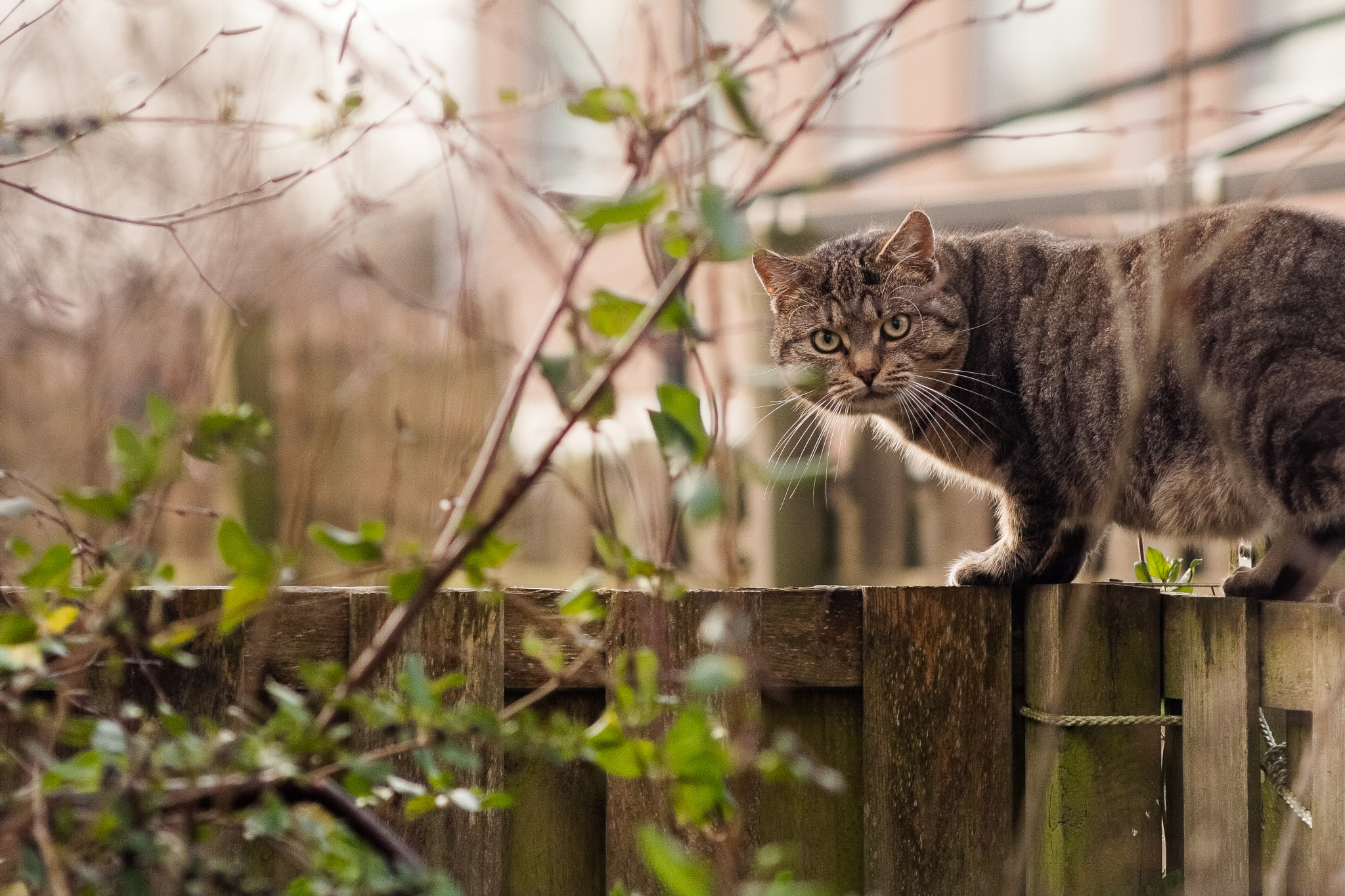 Canon EOS 40D + Canon EF 135mm F2.8 SF sample photo. Glance. photography