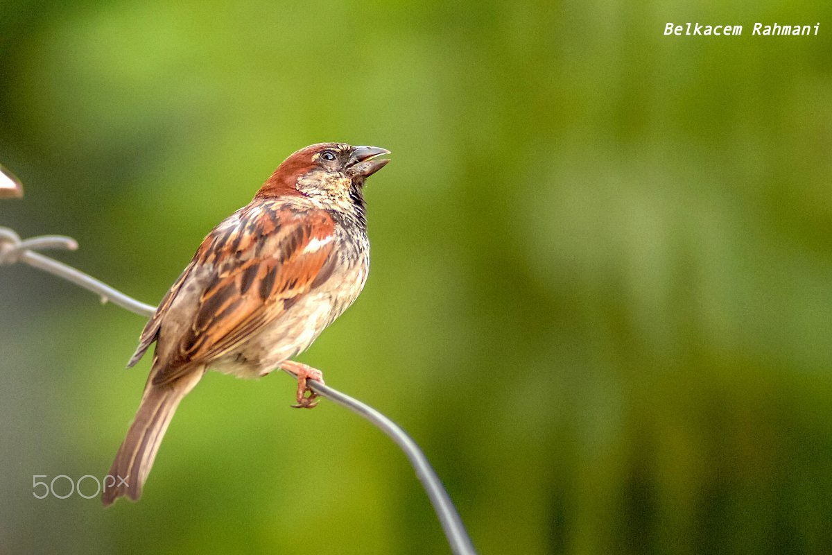 Nikon D2Xs sample photo. Moineau photography