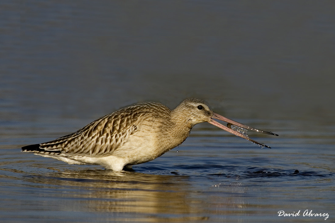 Canon EF 100-400mm F4.5-5.6L IS USM sample photo. A mouthful of water photography