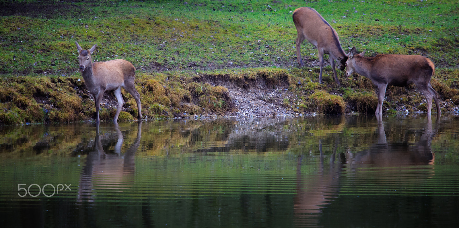 Canon EF-S 55-250mm F4-5.6 IS STM sample photo. Red deers photography