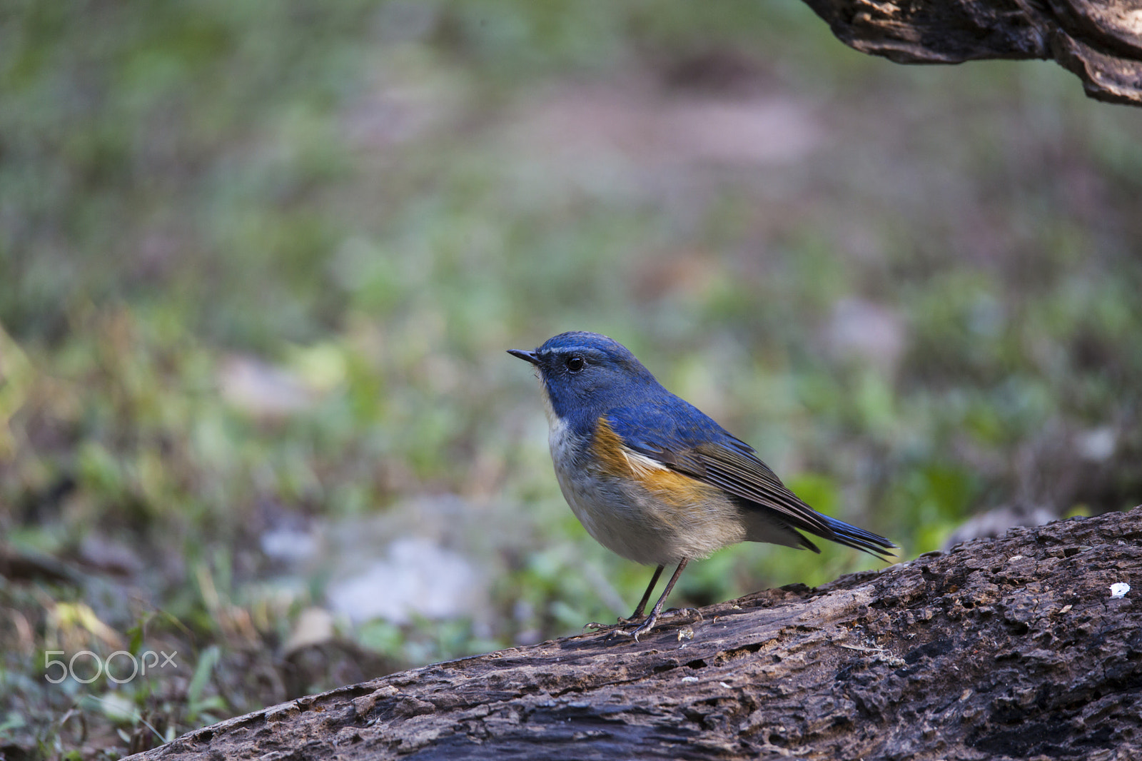 Sigma 150-600mm F5-6.3 DG OS HSM | C sample photo. Red-flanked bluetail photography