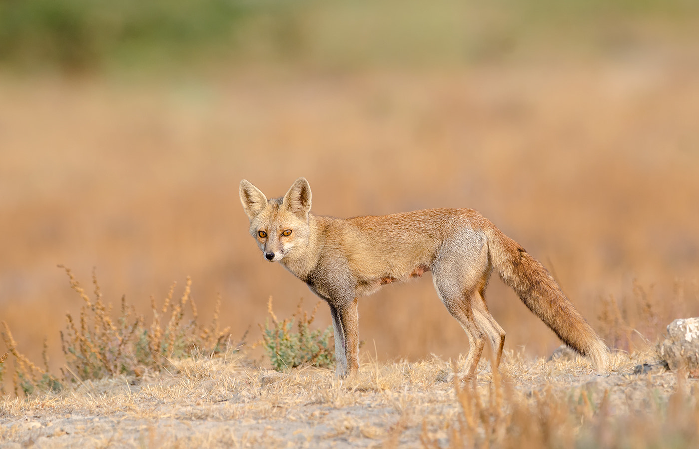 Nikon D7000 + Nikon AF-S Nikkor 500mm F4G ED VR sample photo. Desert fox photography